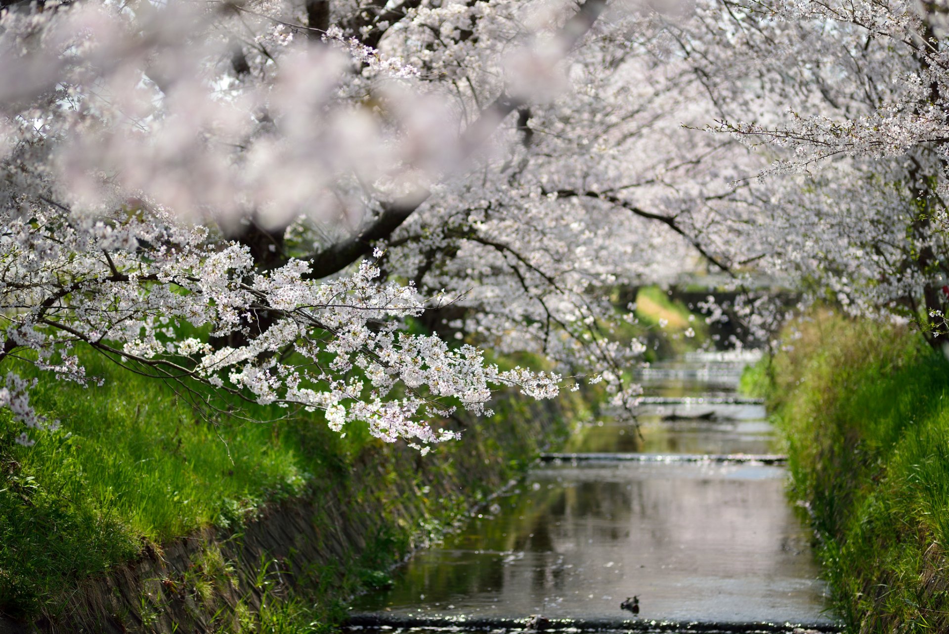 frühling bäume blüte blumen kanal wasser fokus grüns gras