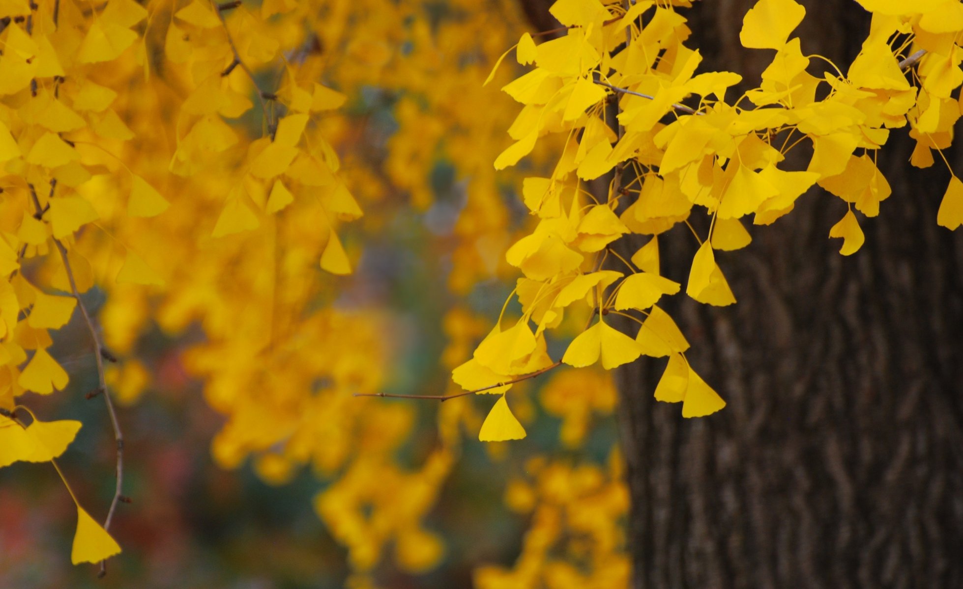 giallo foglie fogliame natura albero autunno