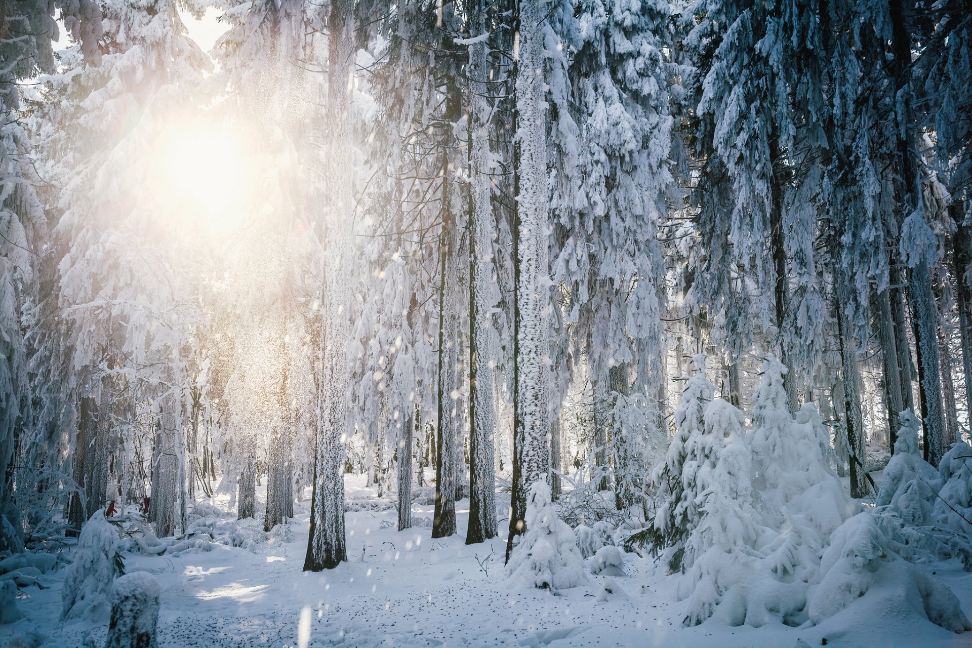 invierno nieve bosque árboles escarcha sol luz hesse alemania