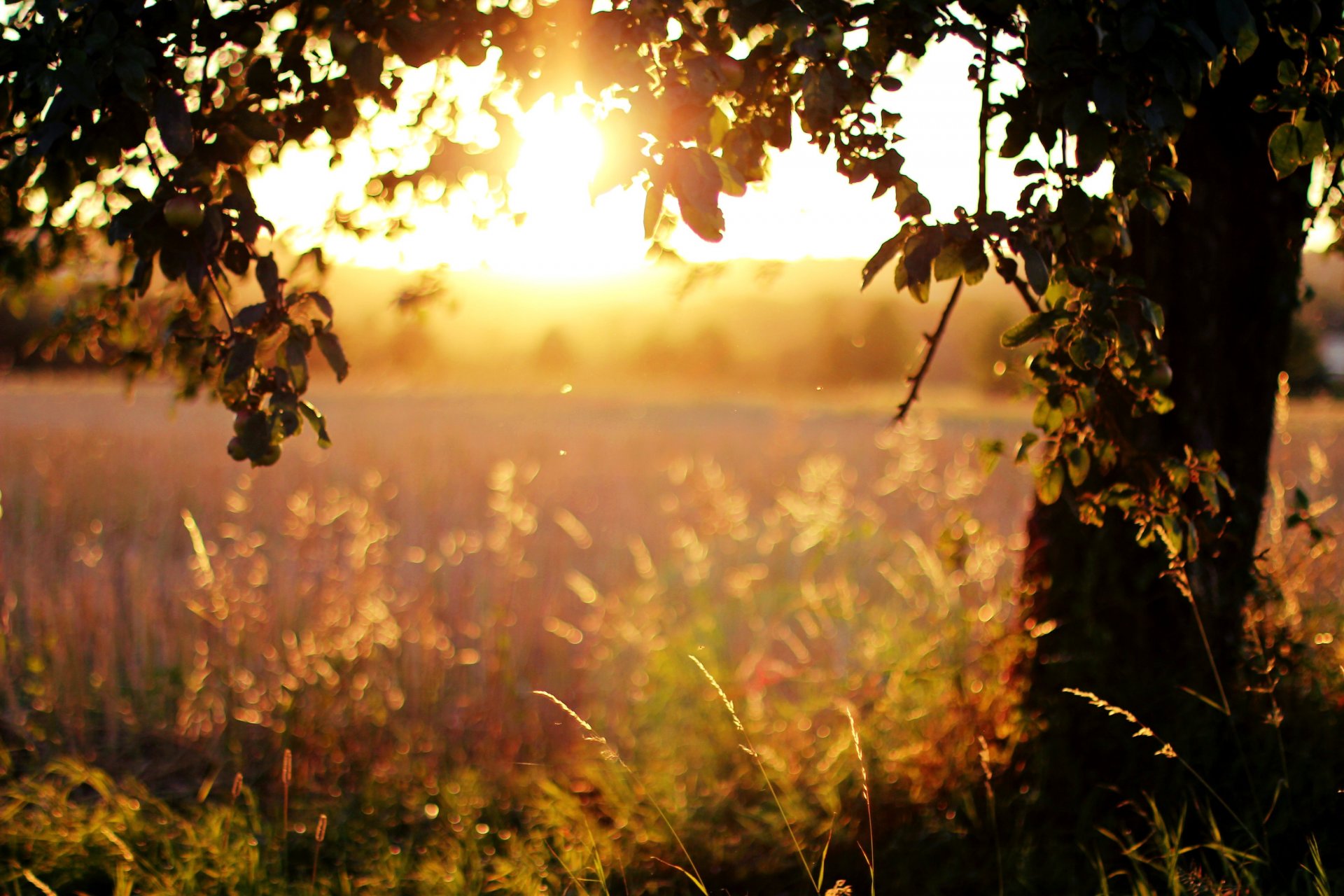 árboles hojas sol luz puesta de sol tarde hierba campo naturaleza