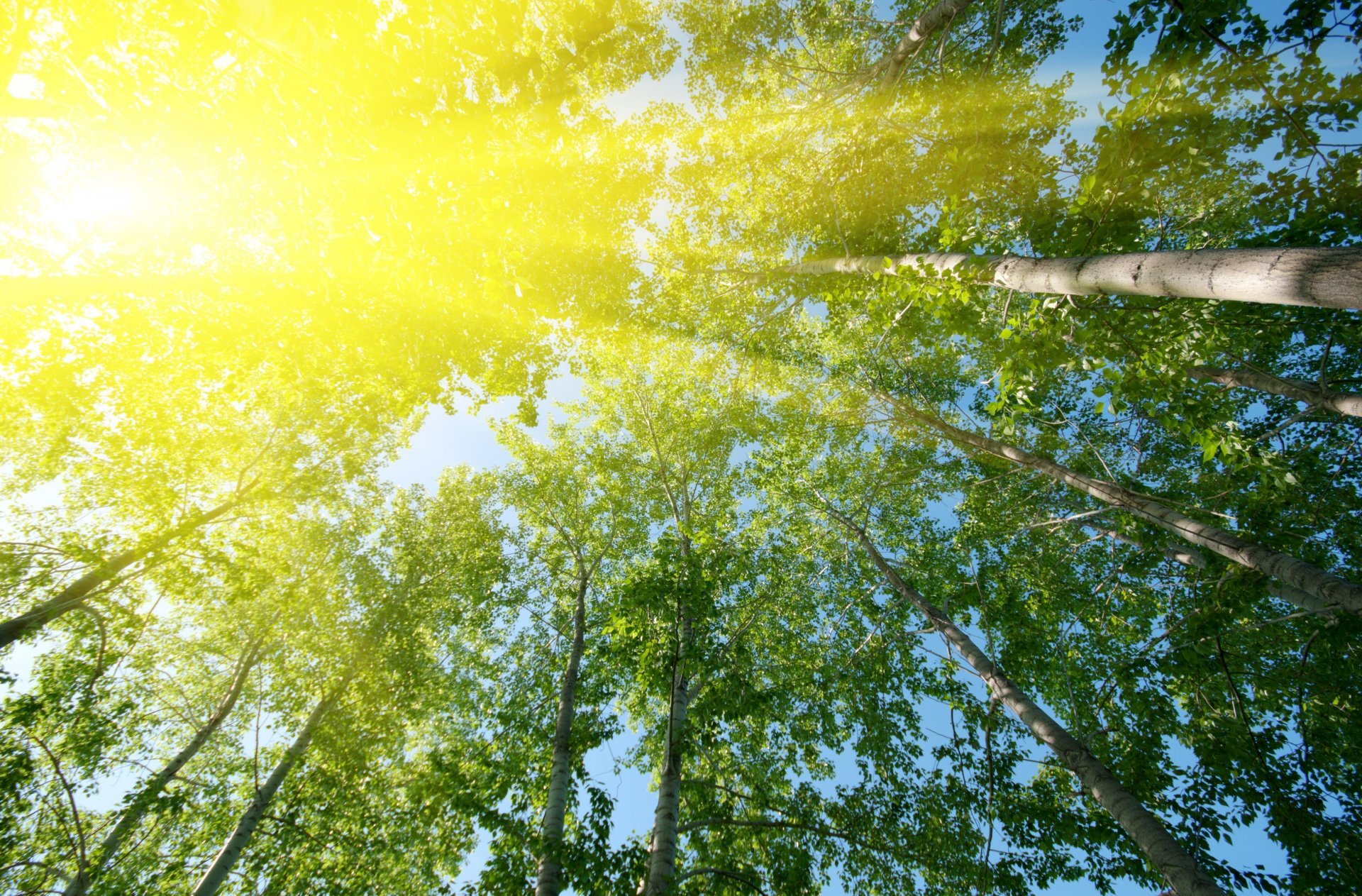 natura alberi albero foglie volantini verde sole raggi sfondo carta da parati widescreen schermo intero widescreen