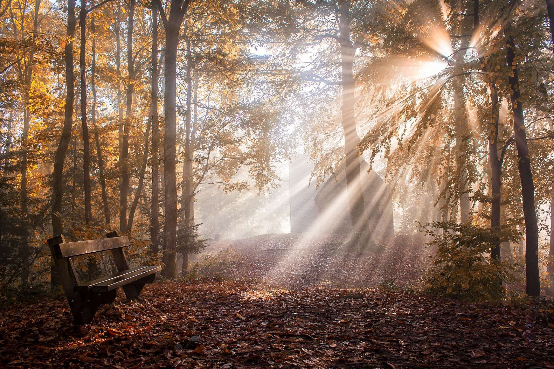 natura autunno negozio luce sole