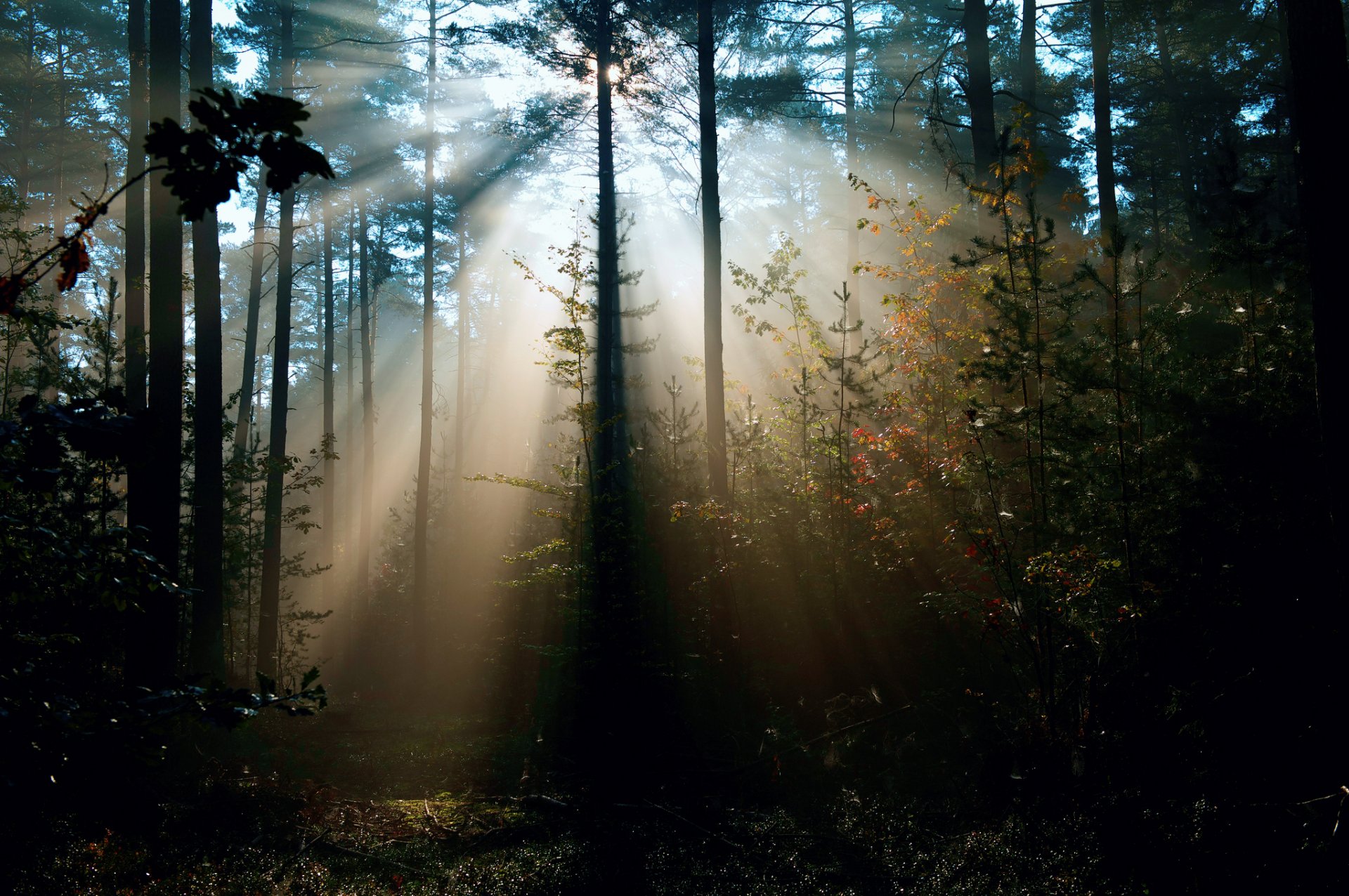 natura las światło promienie słońce drzewa