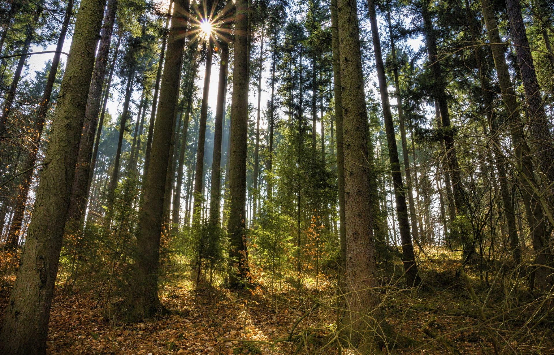 wald kiefern sonne strahlen