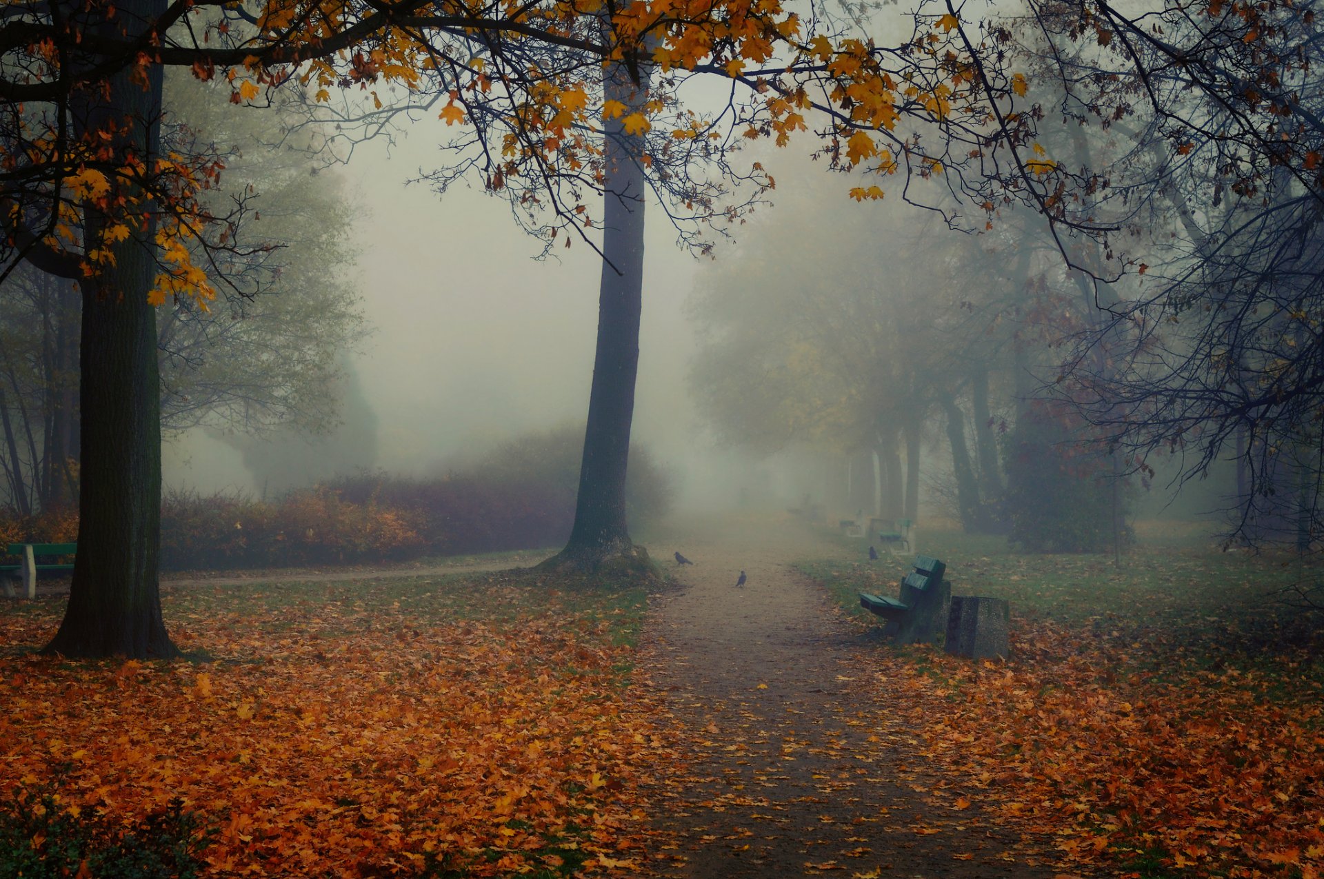 jesień park ławki ptaki mgła