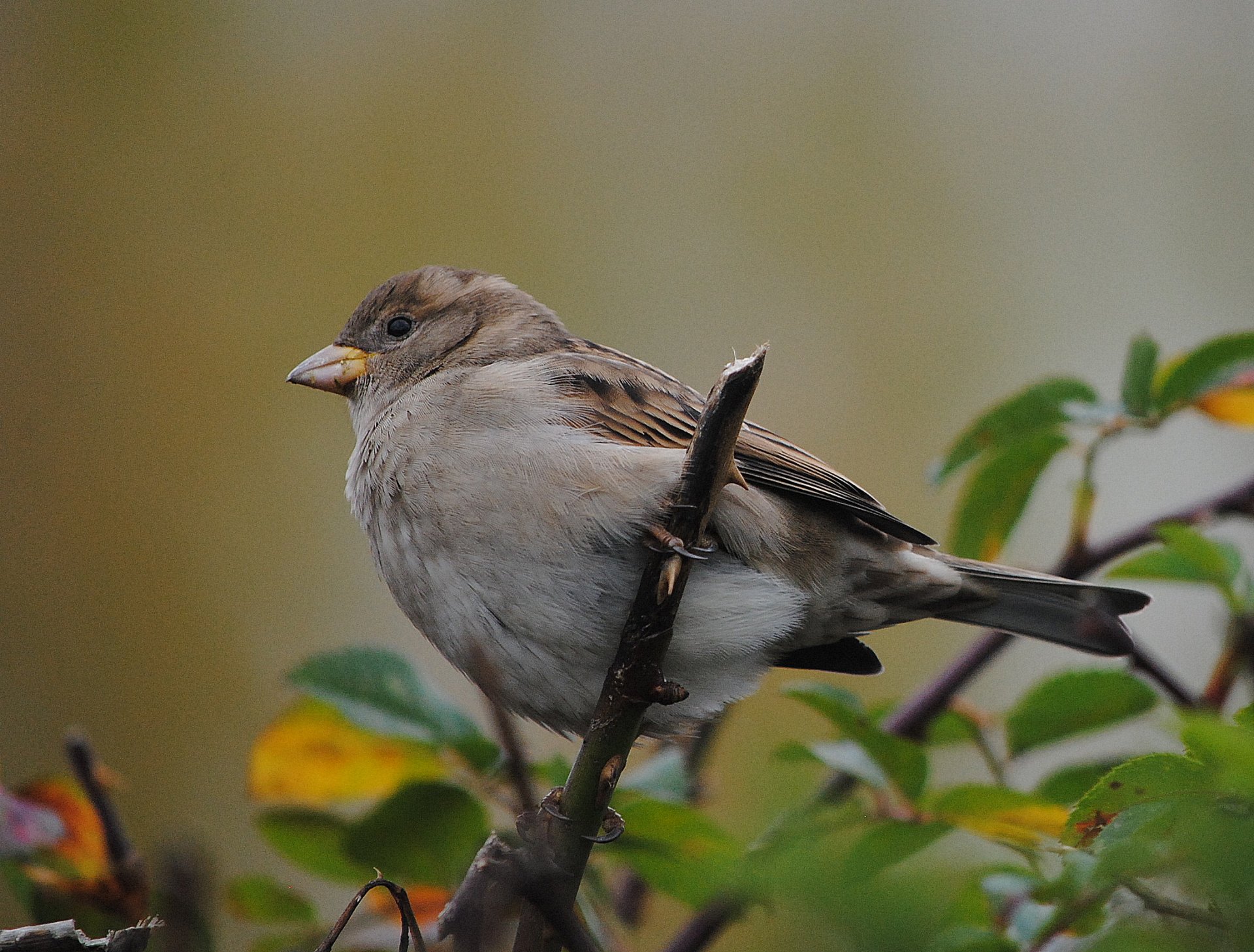 nature poultry sparrow branch foliage