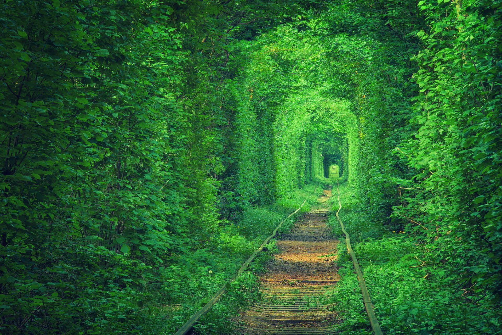 ukraina tunel miłości tramwaje droga kolejowa drzewa liście natura