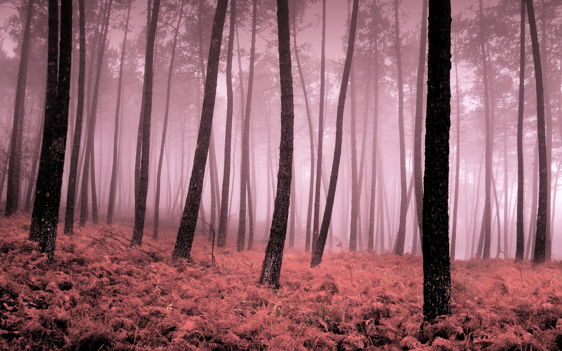 autumn fog tree leave