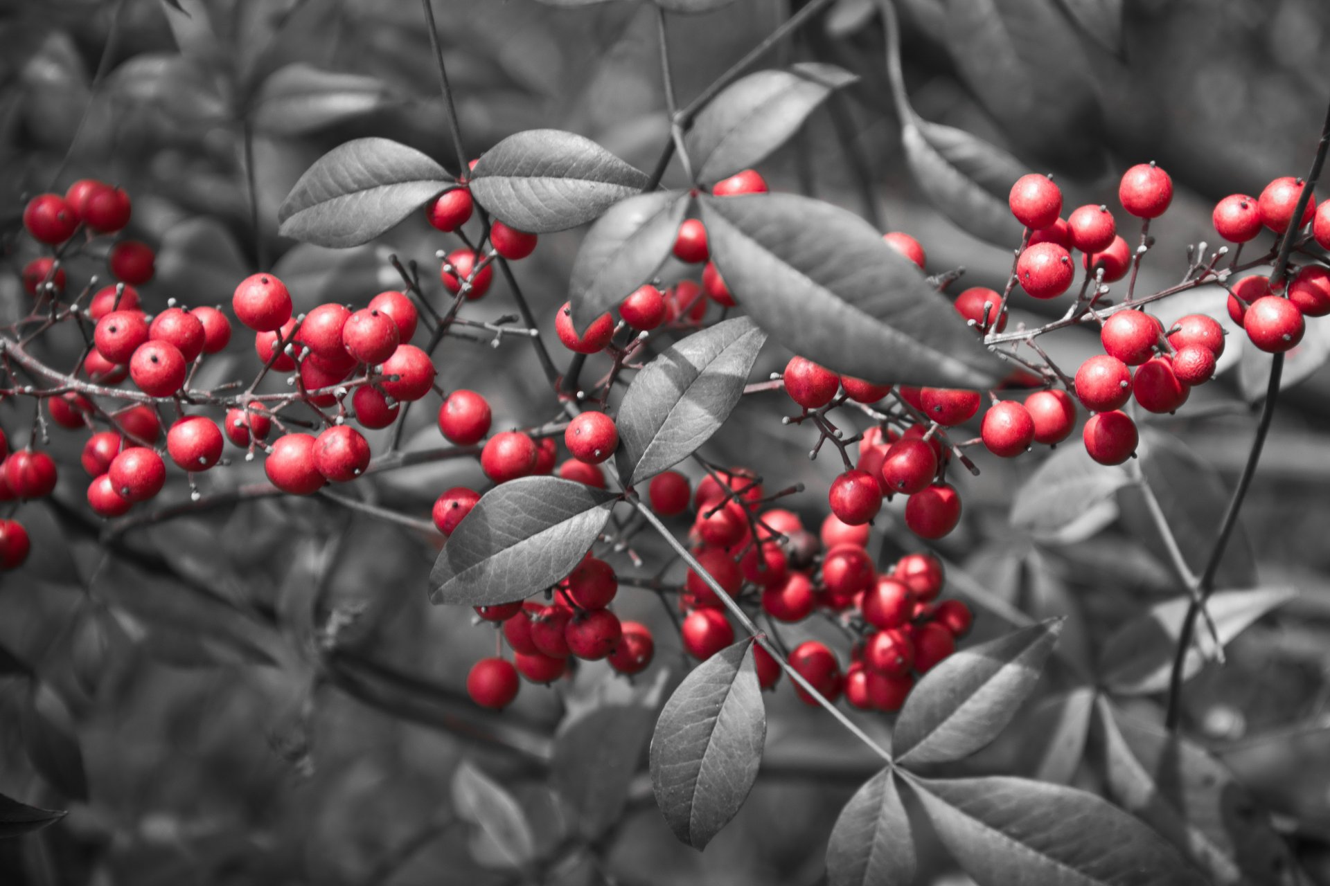 branch leaves berries red