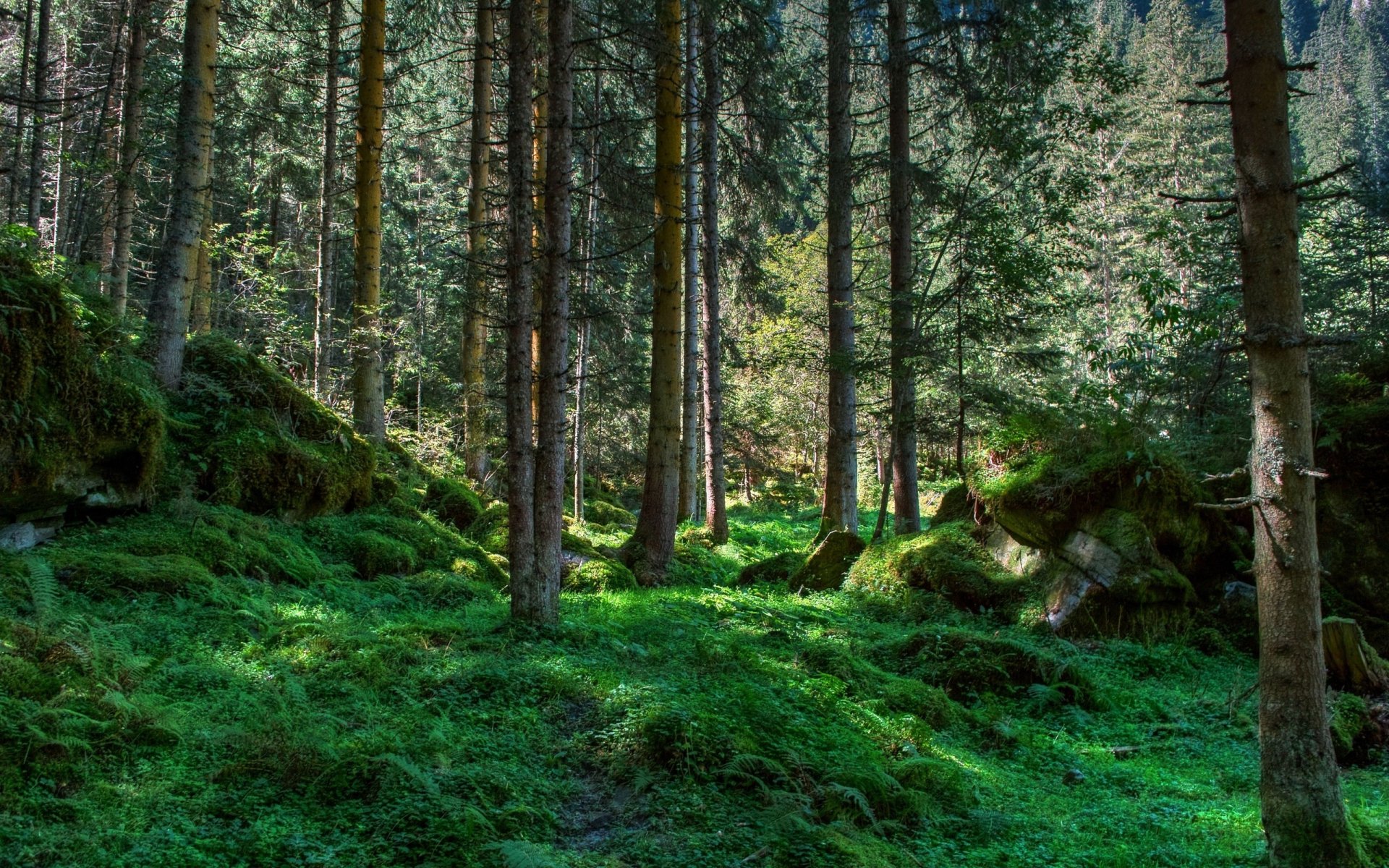 wald bäume grüns moos steine