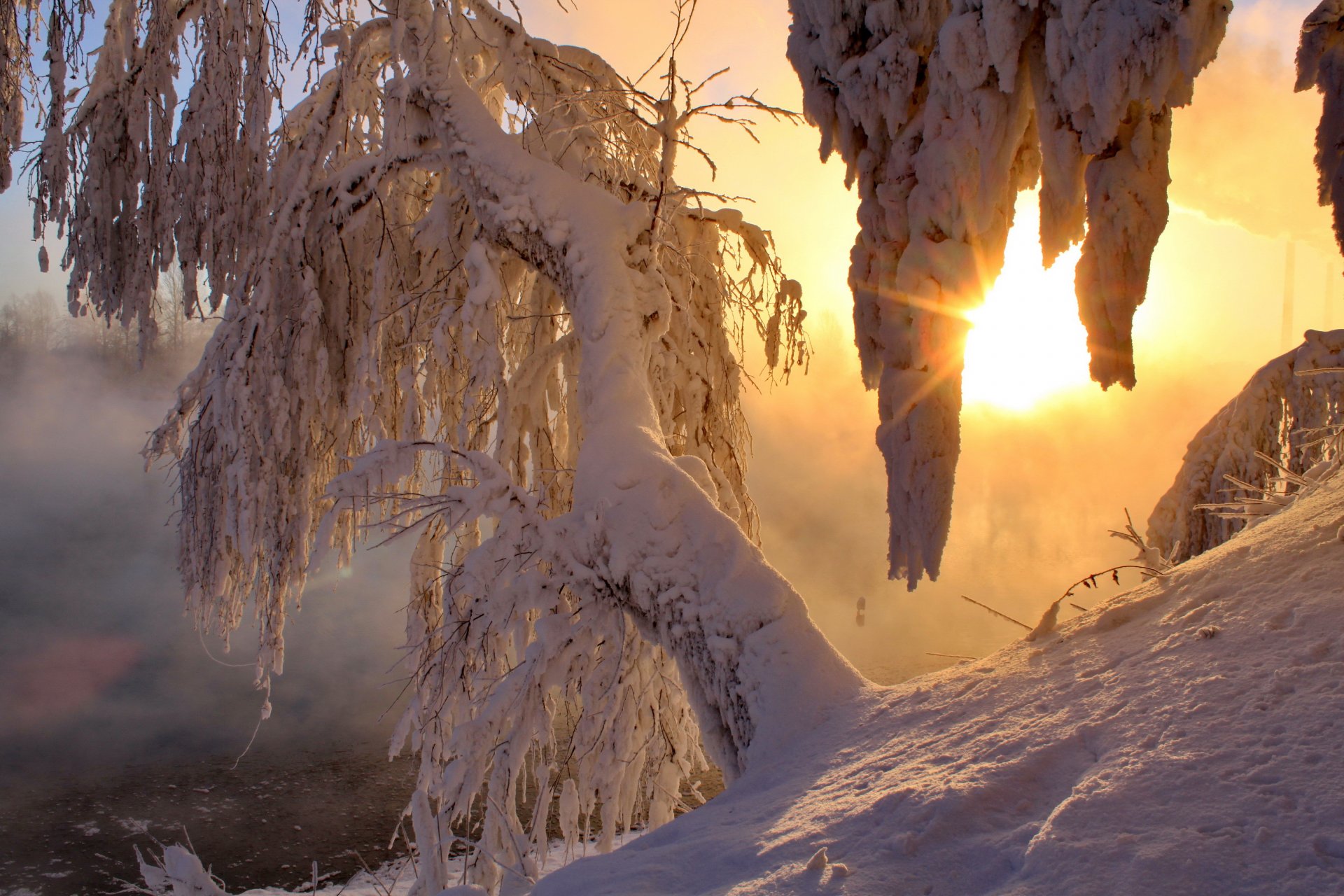 winter snow tree light rays morning sun