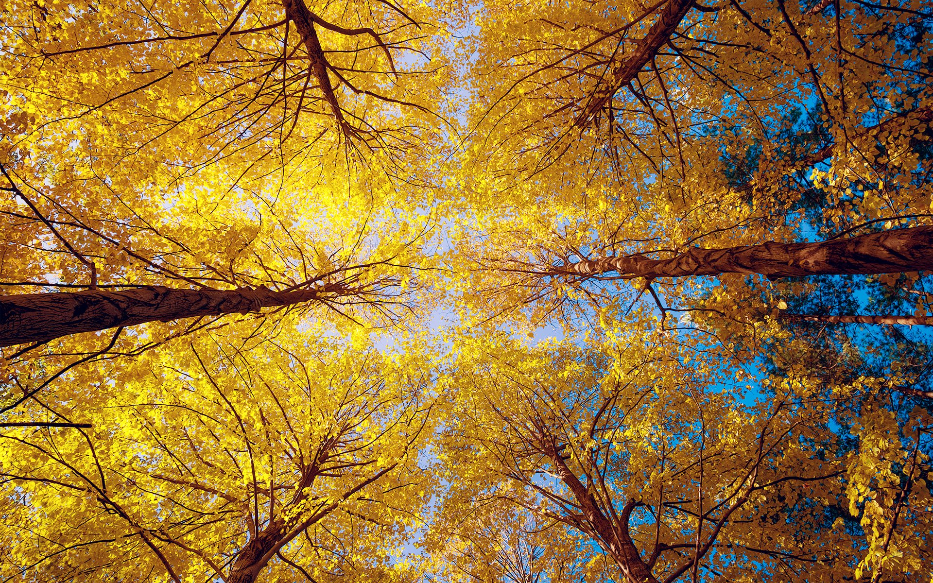 tree nature autumn bottom view forest shooting