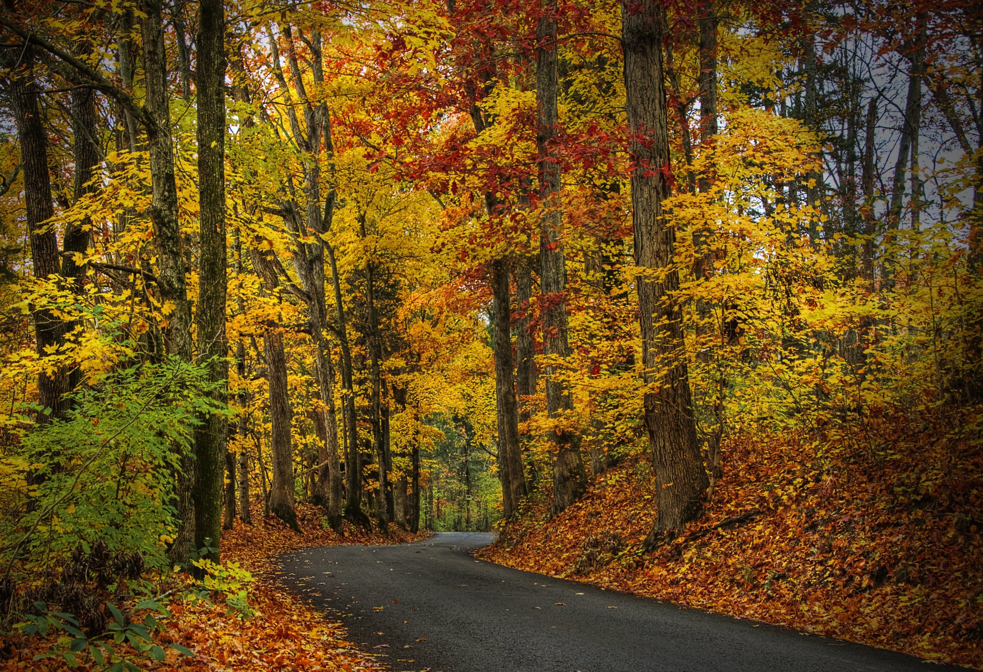 hojas árboles bosque parque otoño paseo hdr naturaleza carretera