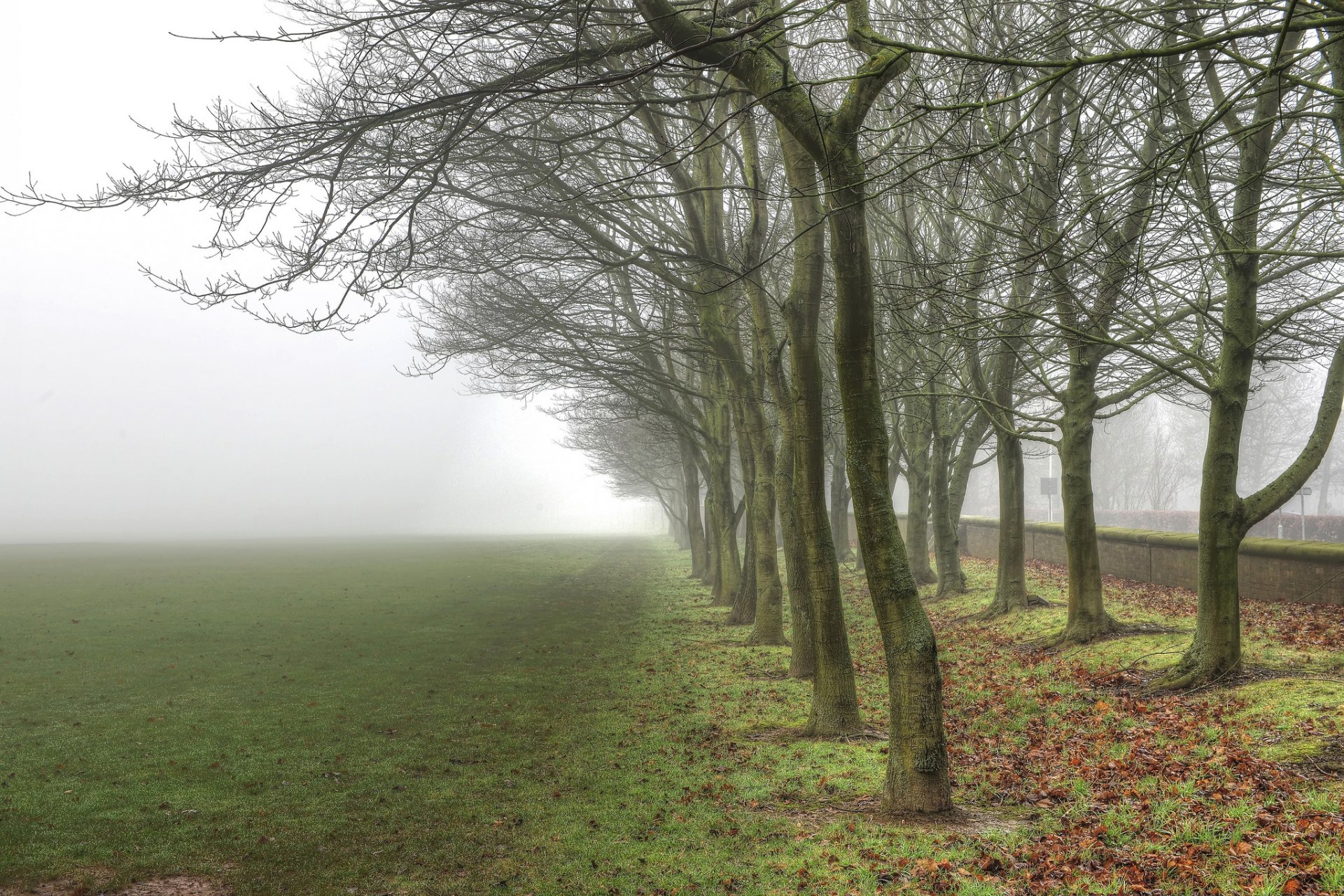 nature landscape tree trees trunk bark branches in a row leaves greenery grass fog sky background wallpaper widescreen fullscreen widescreen widescreen