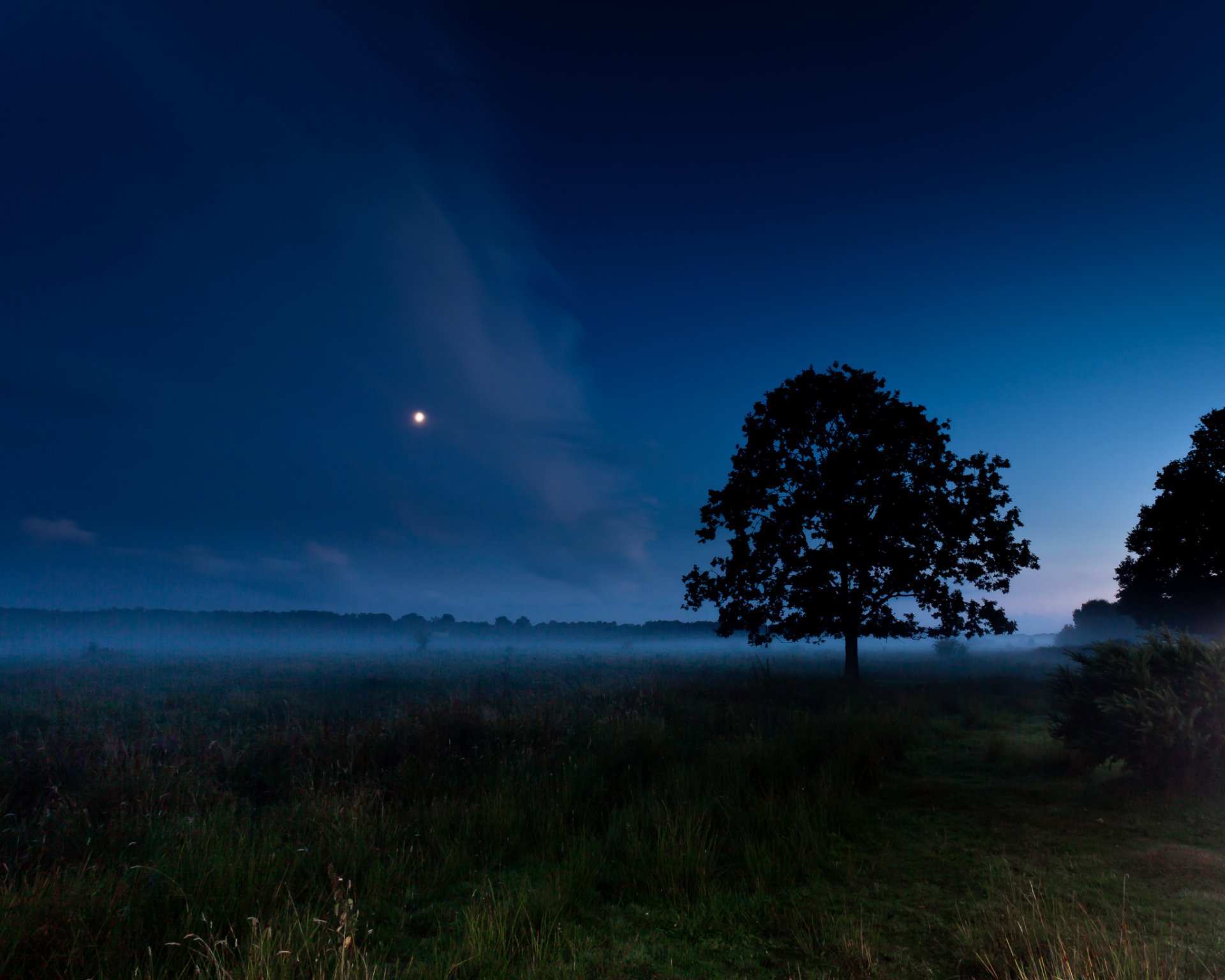 the field tree fog night moon summer