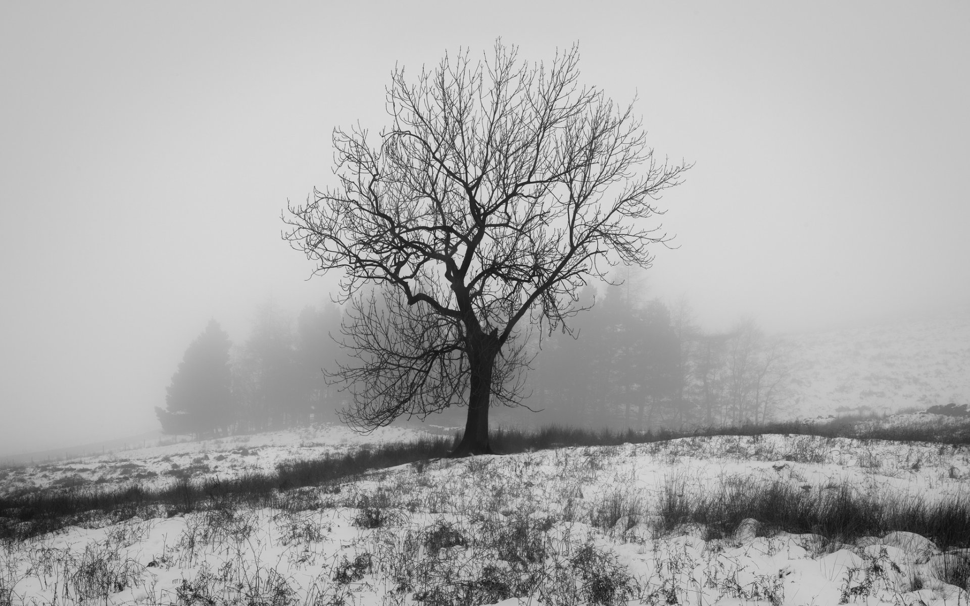 inghilterra crowden inverno natura neve albero b \ n foto bianco duncan fox