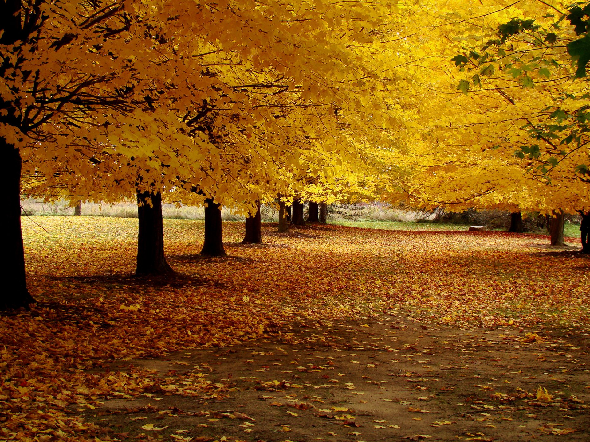 autumn road alley leaves yellow tree park nature landscape