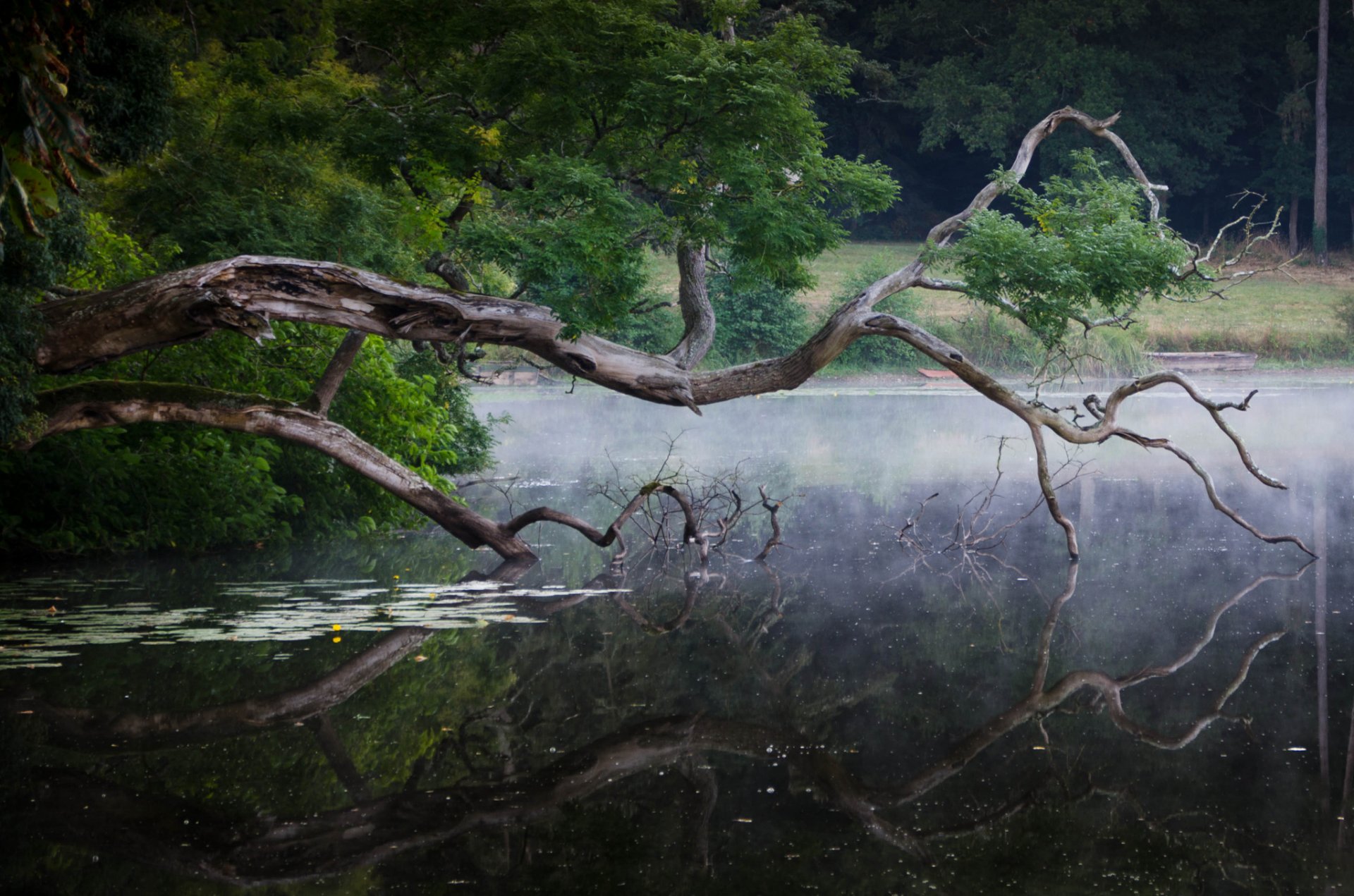 bosque lago madera flotante reflexión