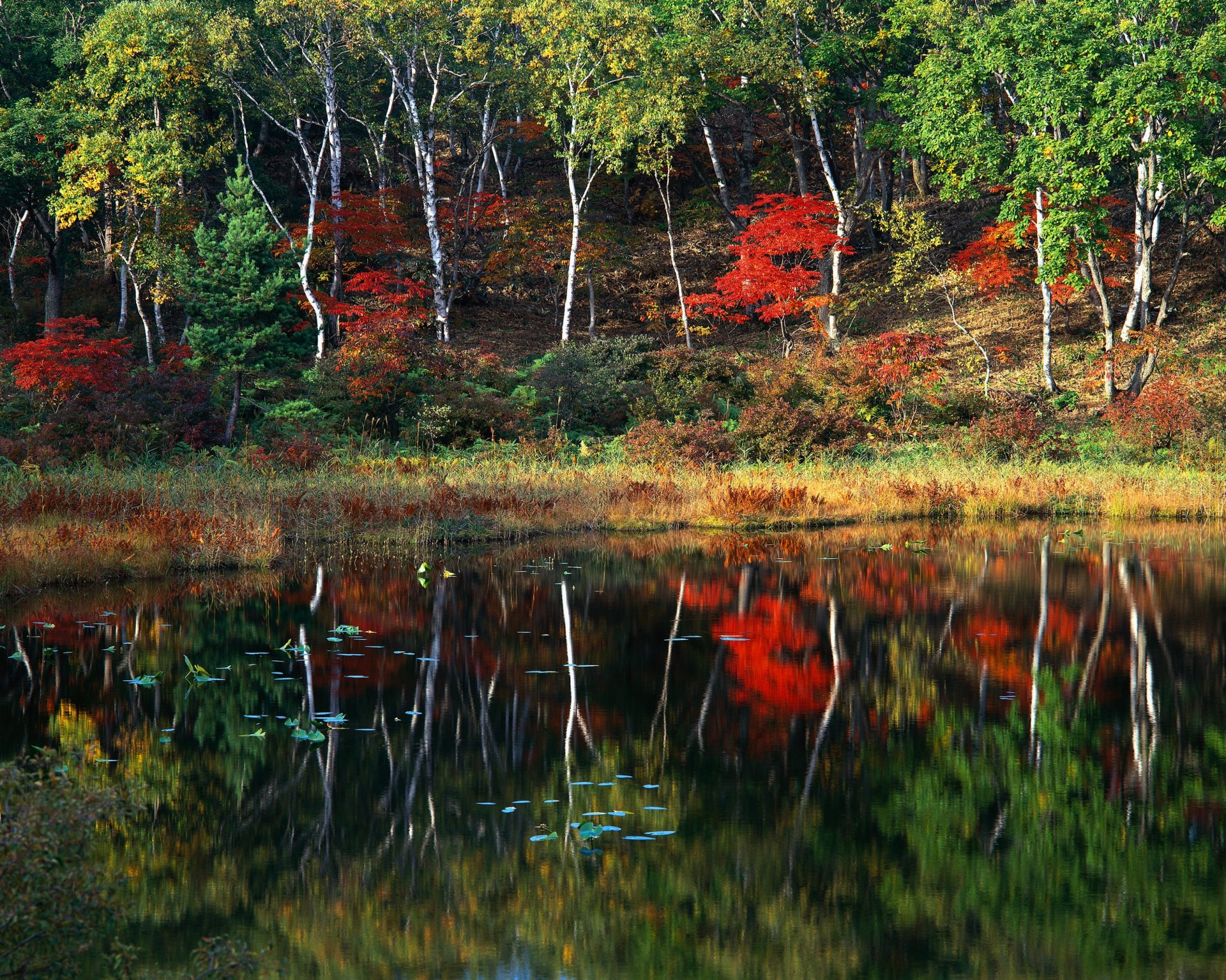 autunno foresta alberi lago riflessione