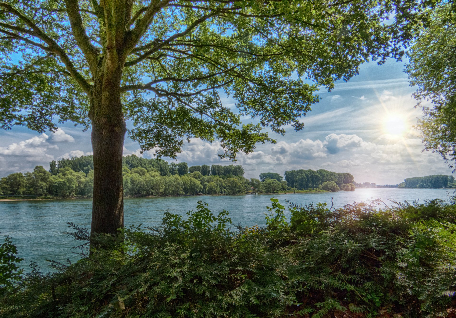 forest river tree bush sun rays summer