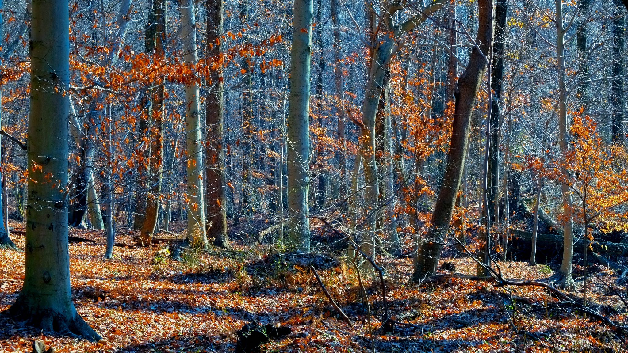 foresta alberi autunno