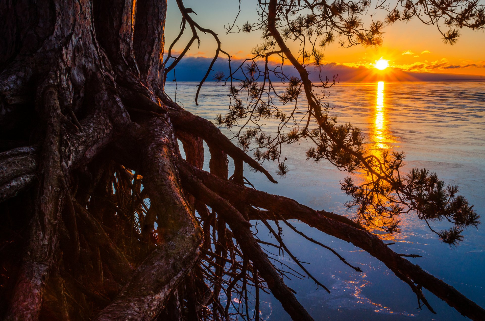 lago sole albero radici pino