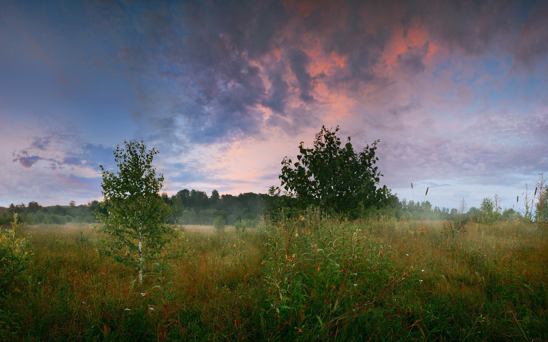 forest field tree grass summer morning