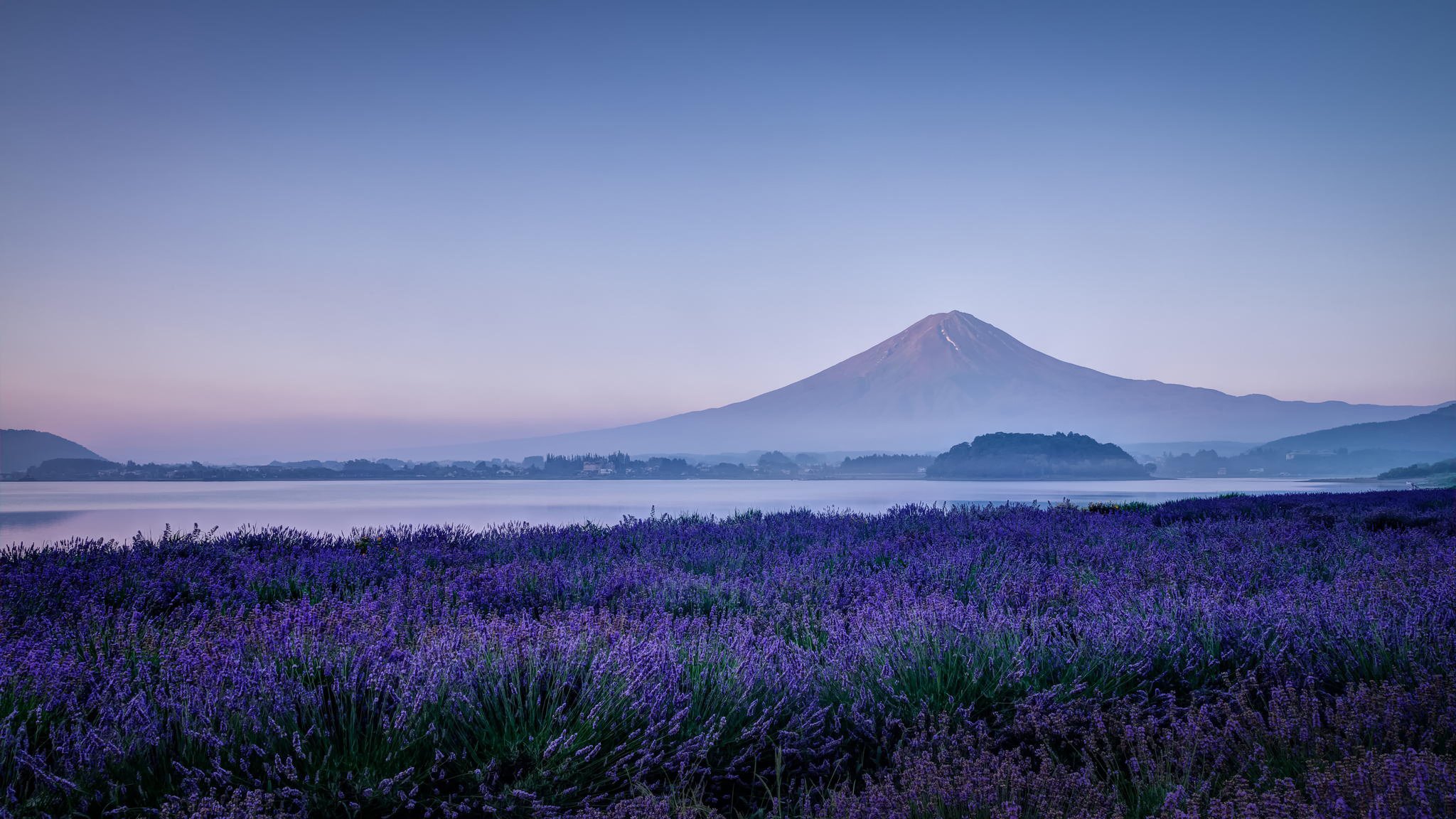 japan fujiyama fuji mountain volcano lake lavender flowers field nature morning