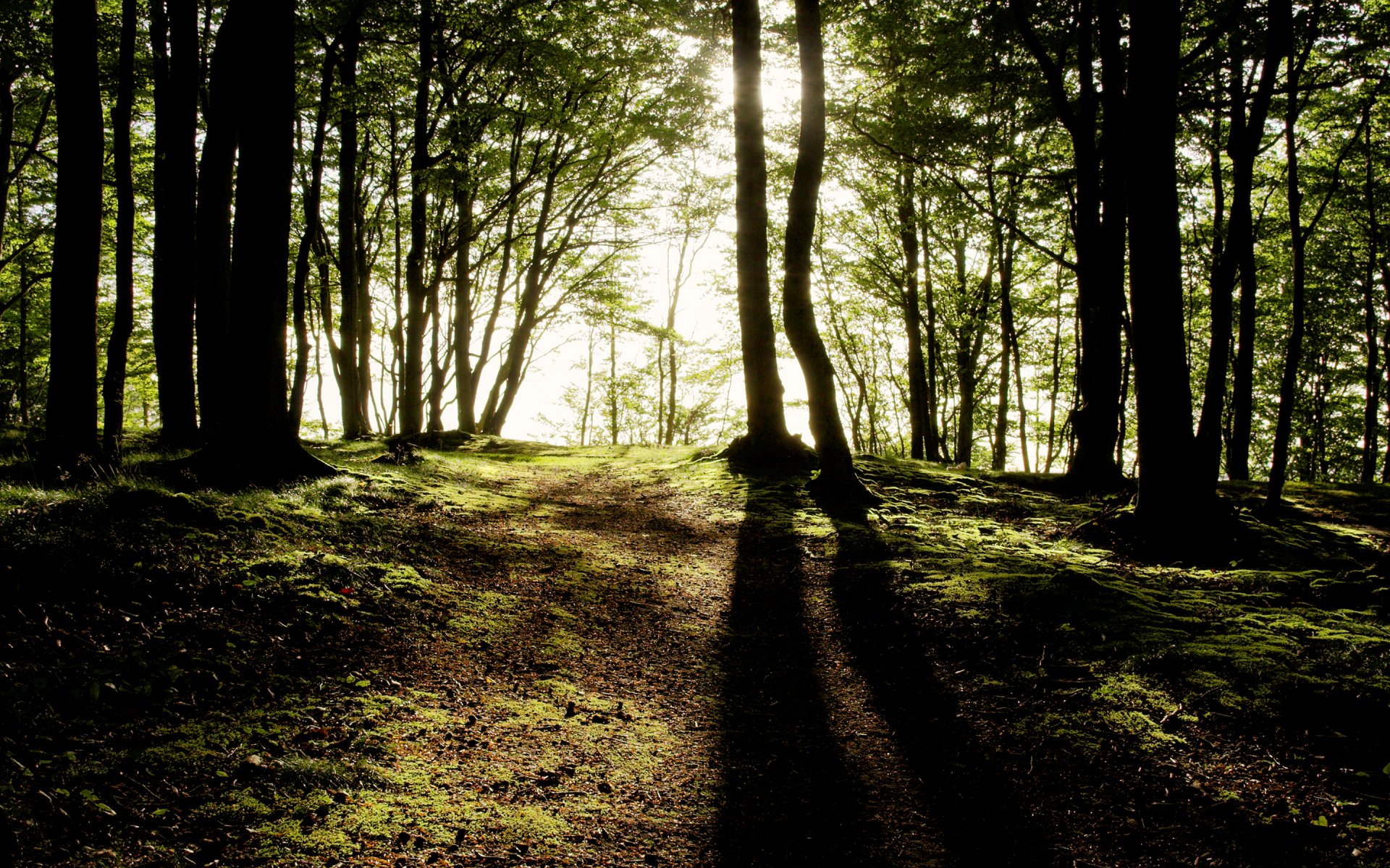 foresta alberi raggi di sole luce ombre