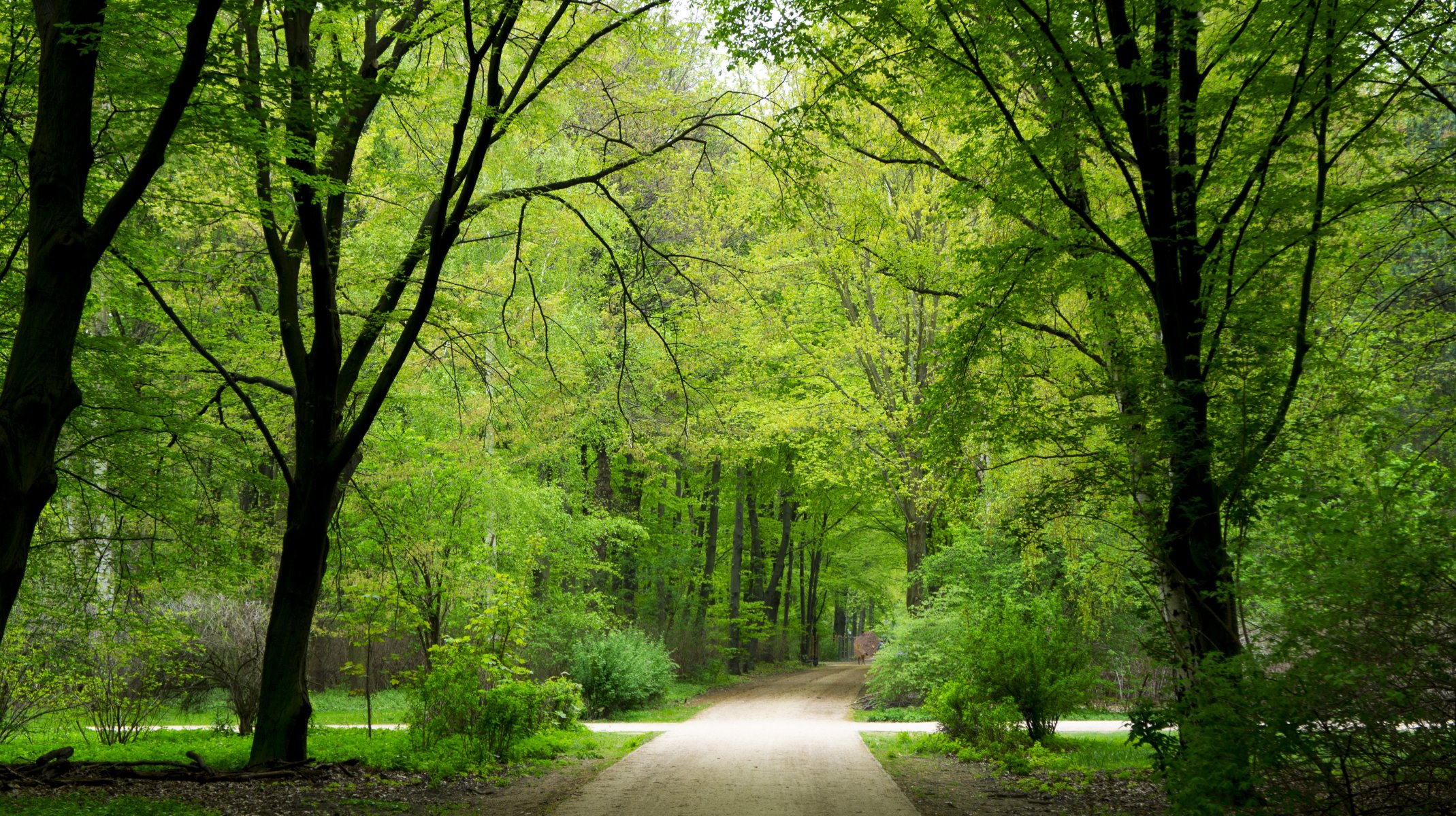 park las drzewa zieleń lato niemcy berlin tapety hd natura