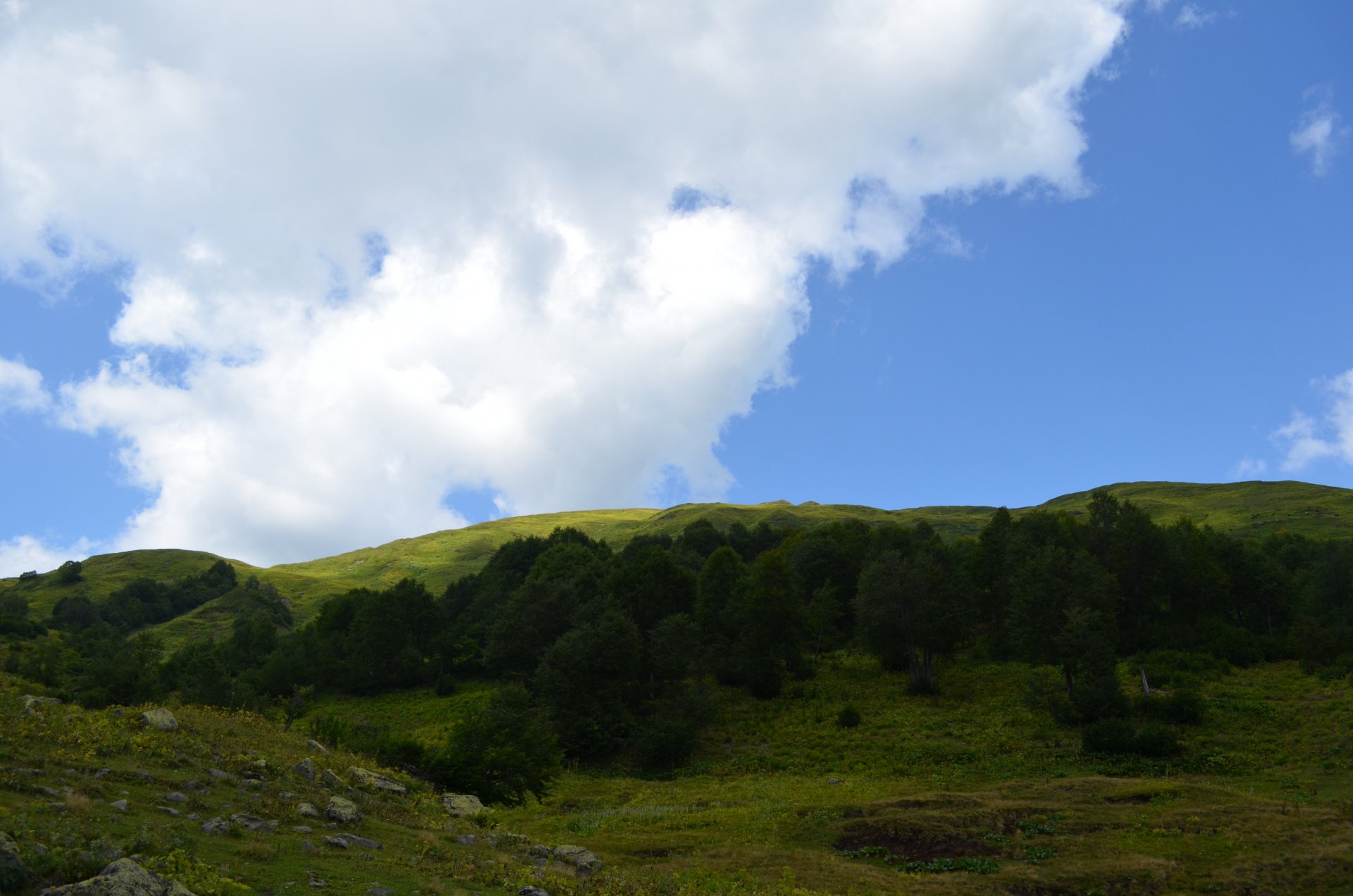 alpine meadow sky tree stones gra