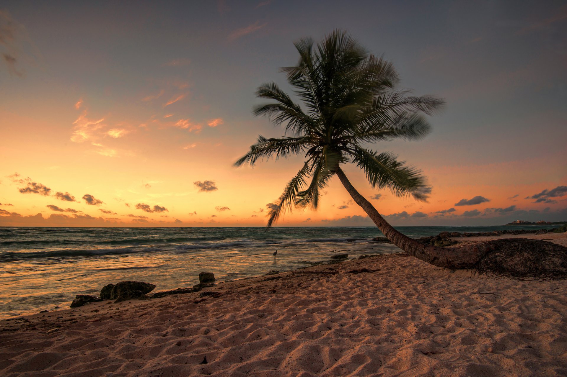 mexiko strand palme vogel abend