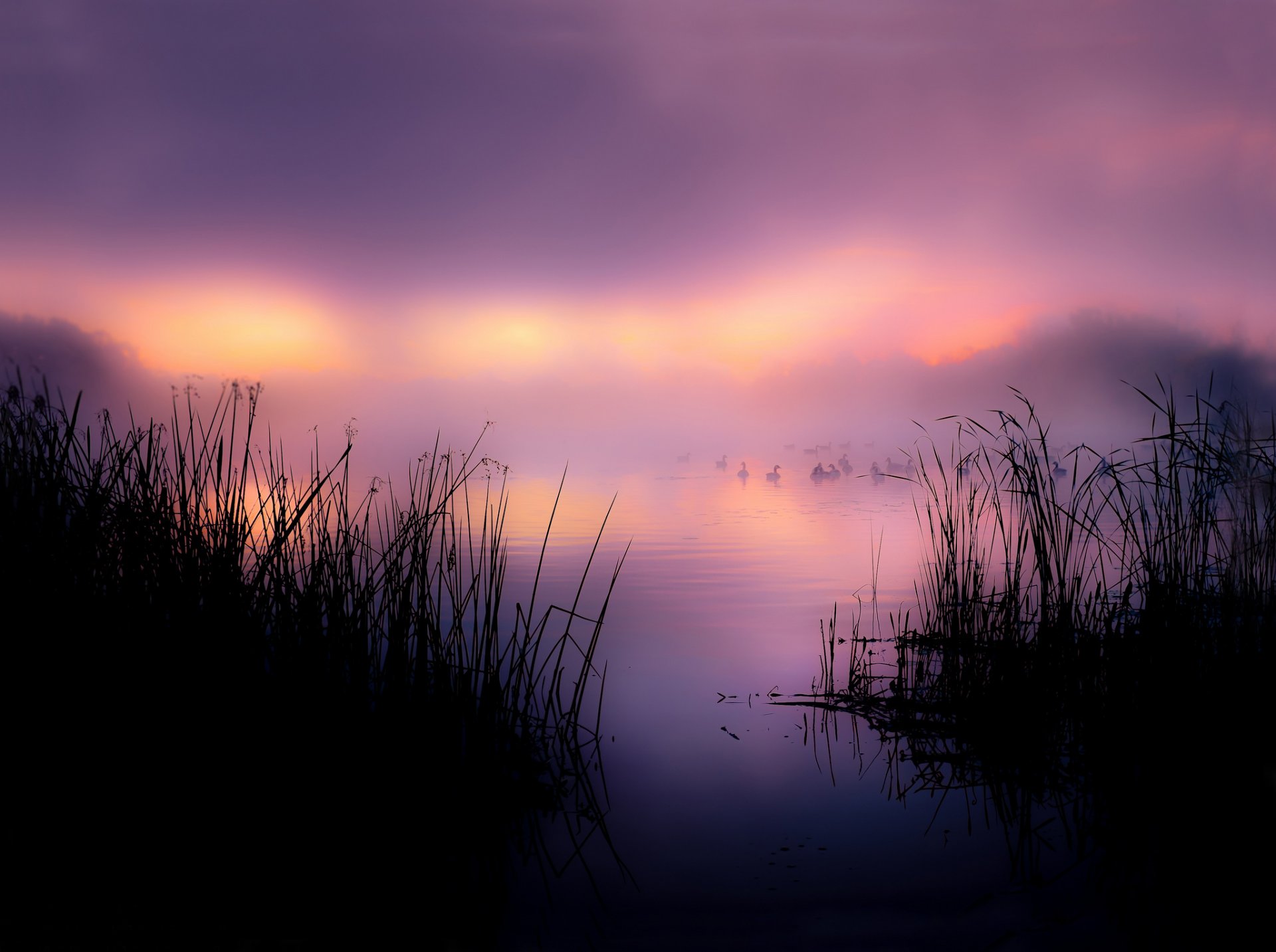 lac roseaux canards brouillard matin