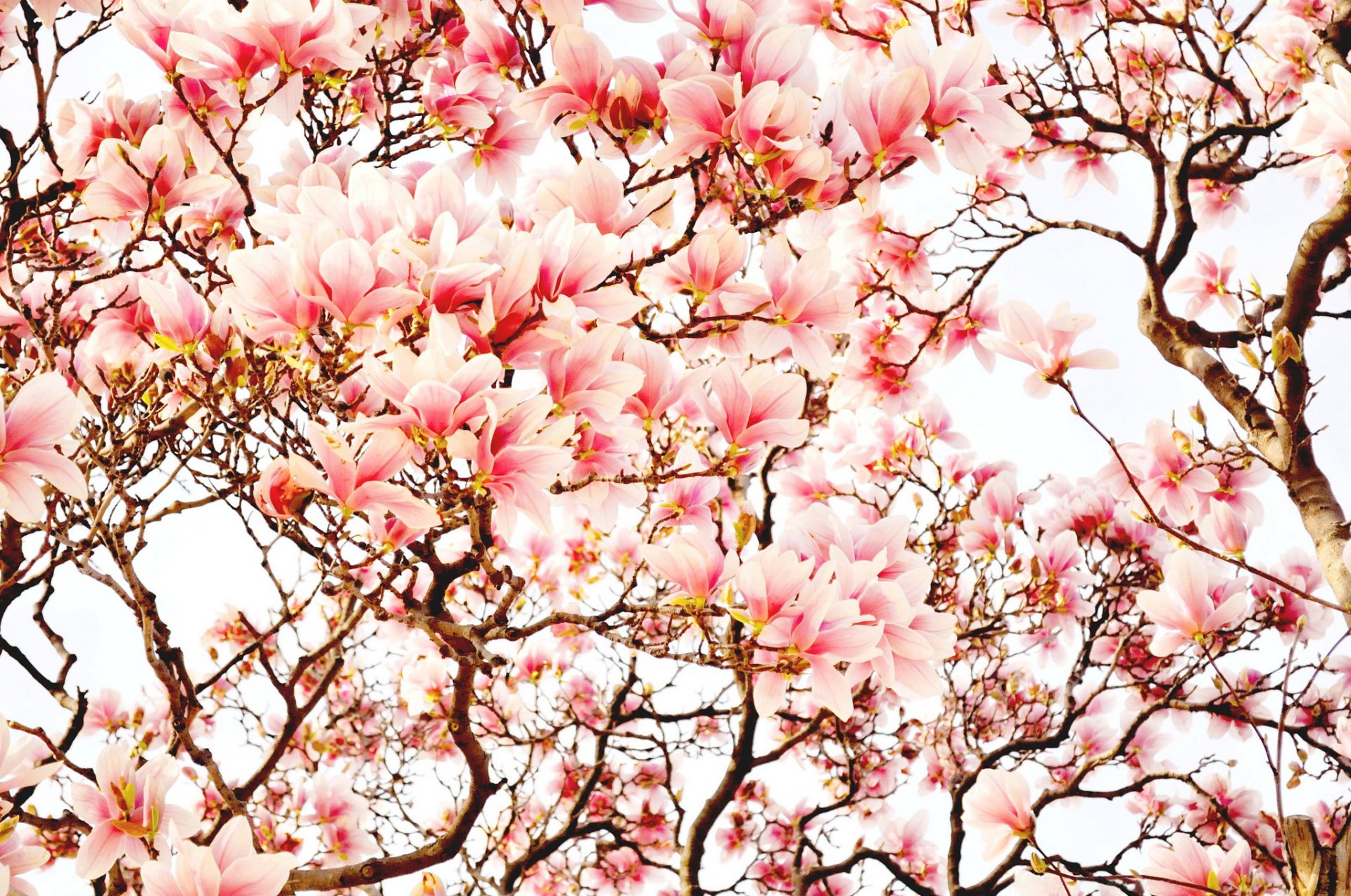 alberi fiori magnolia primavera