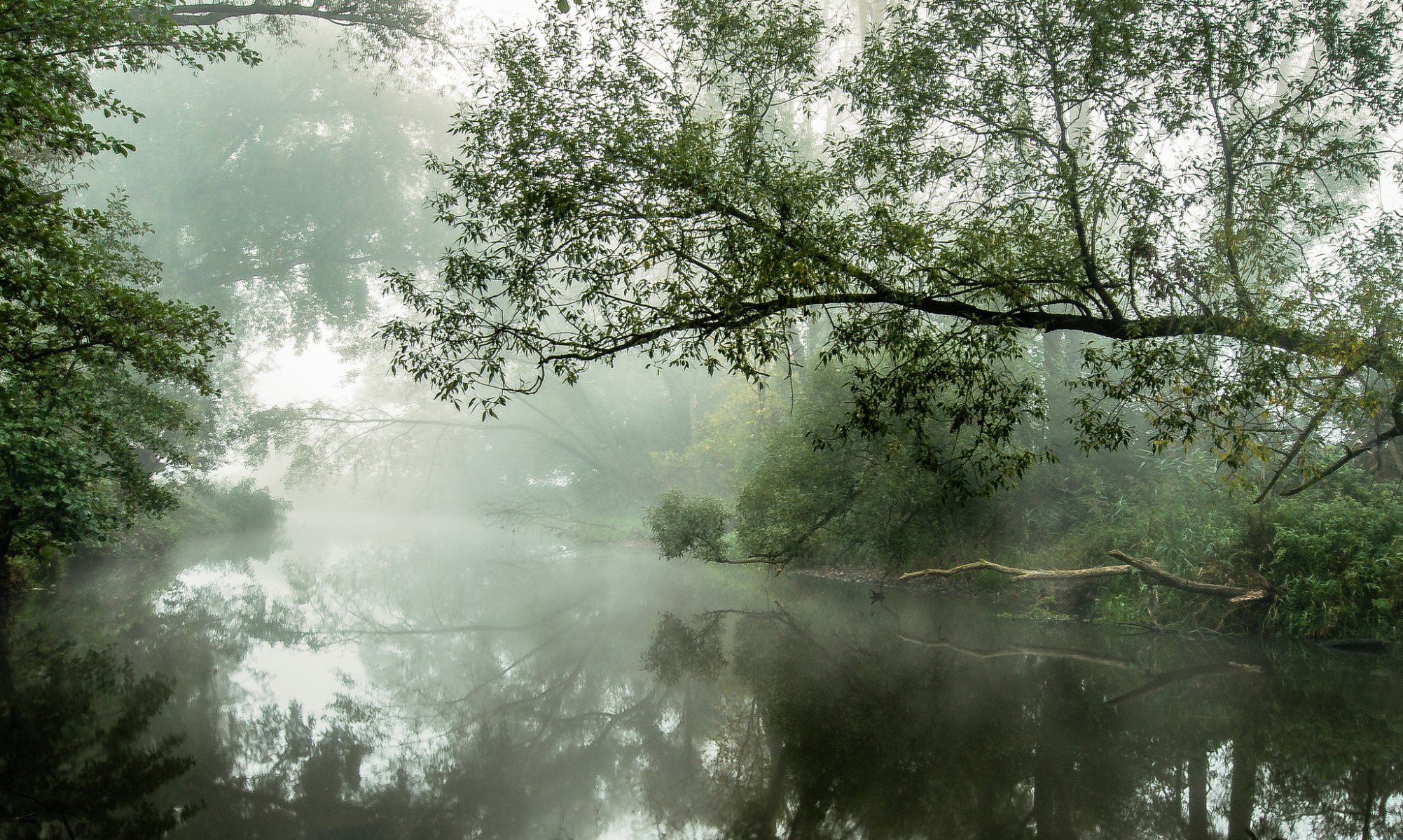 arbres rivière brouillard matin