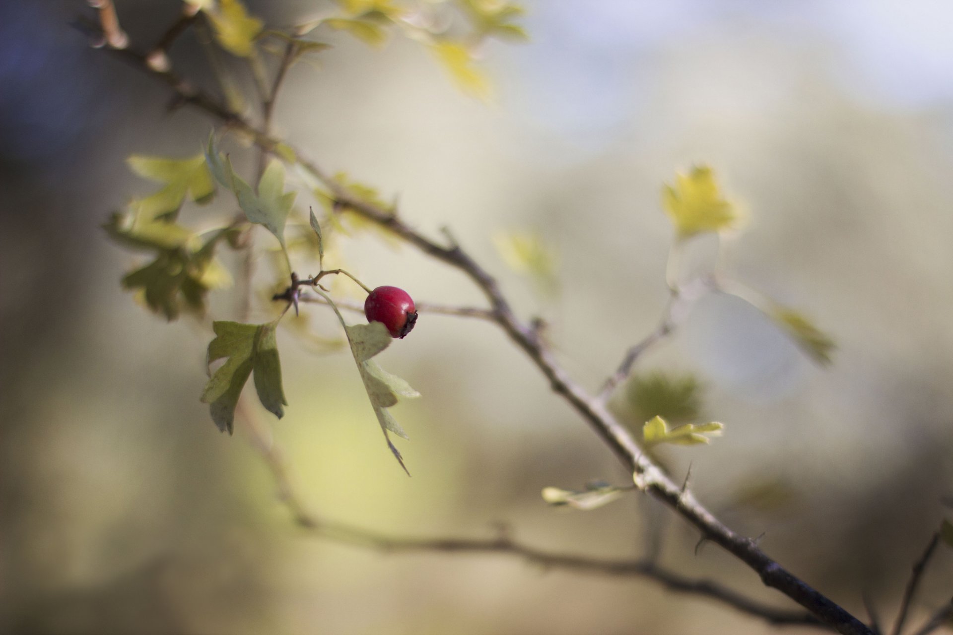 rama hojas baya rojo fruta