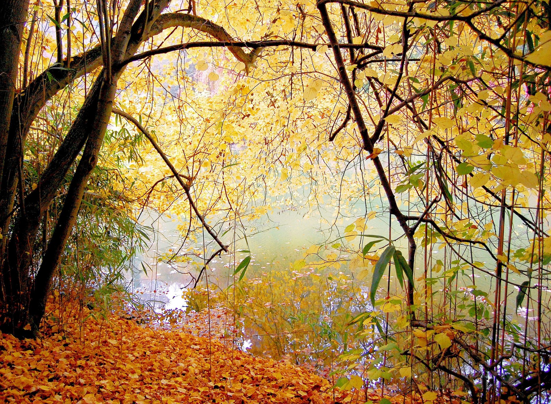 parc lac arbres feuilles automne calme