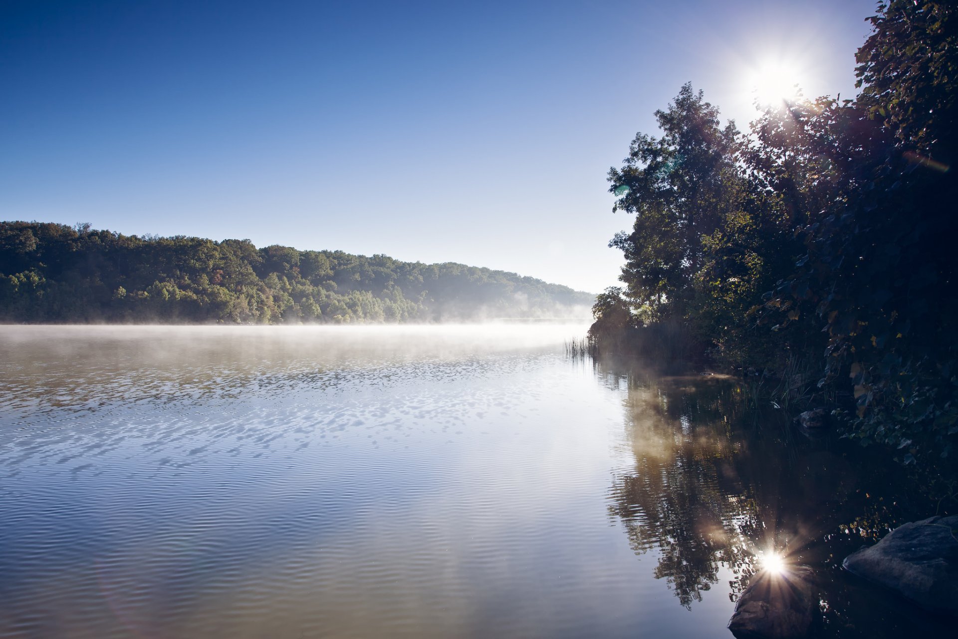 wald fluss nebel morgen