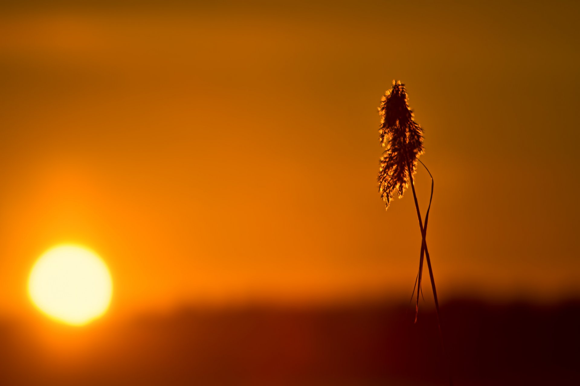 brizna de hierba panícula sol puesta de sol luz