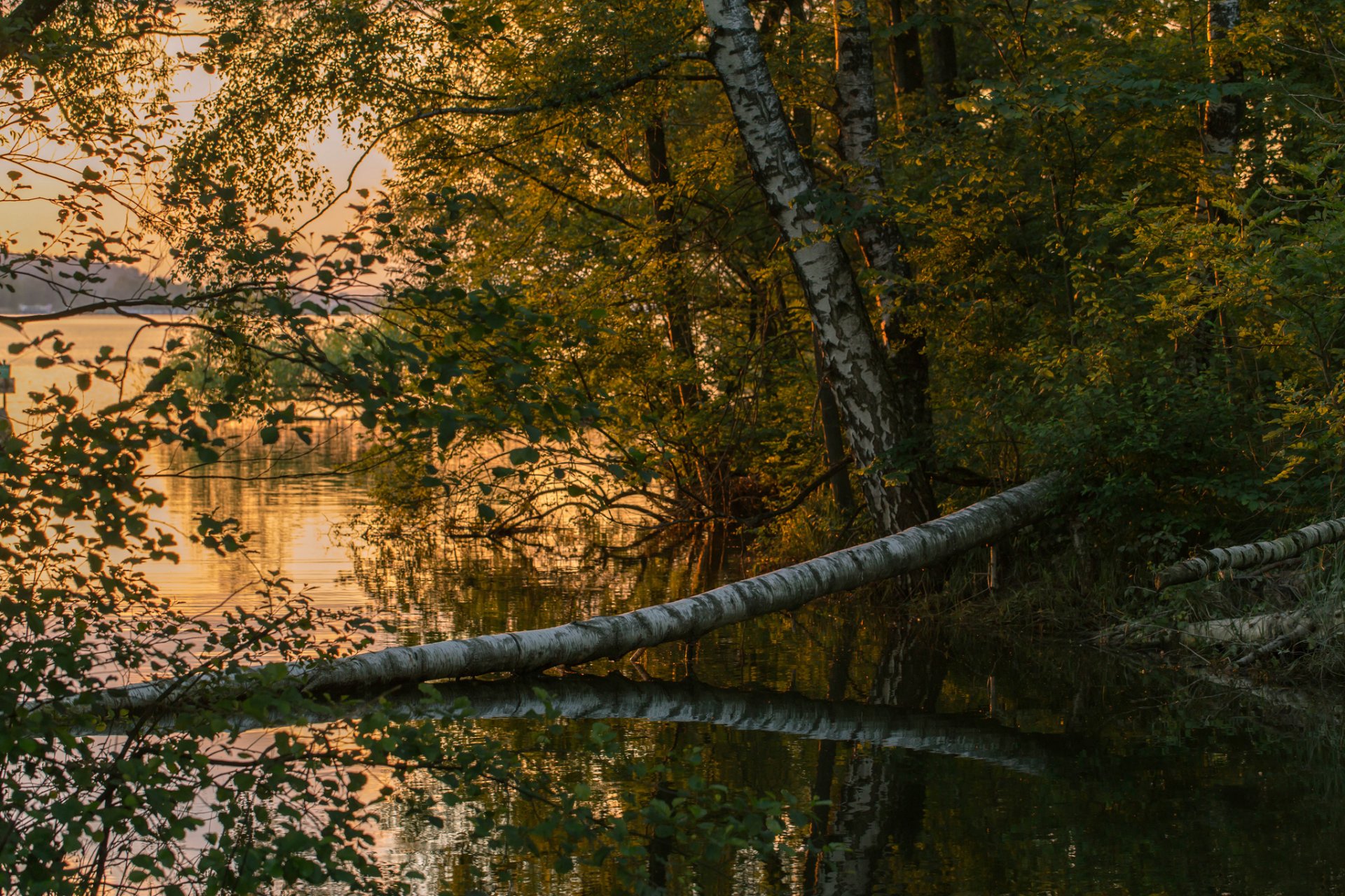 forêt rivière coucher de soleil