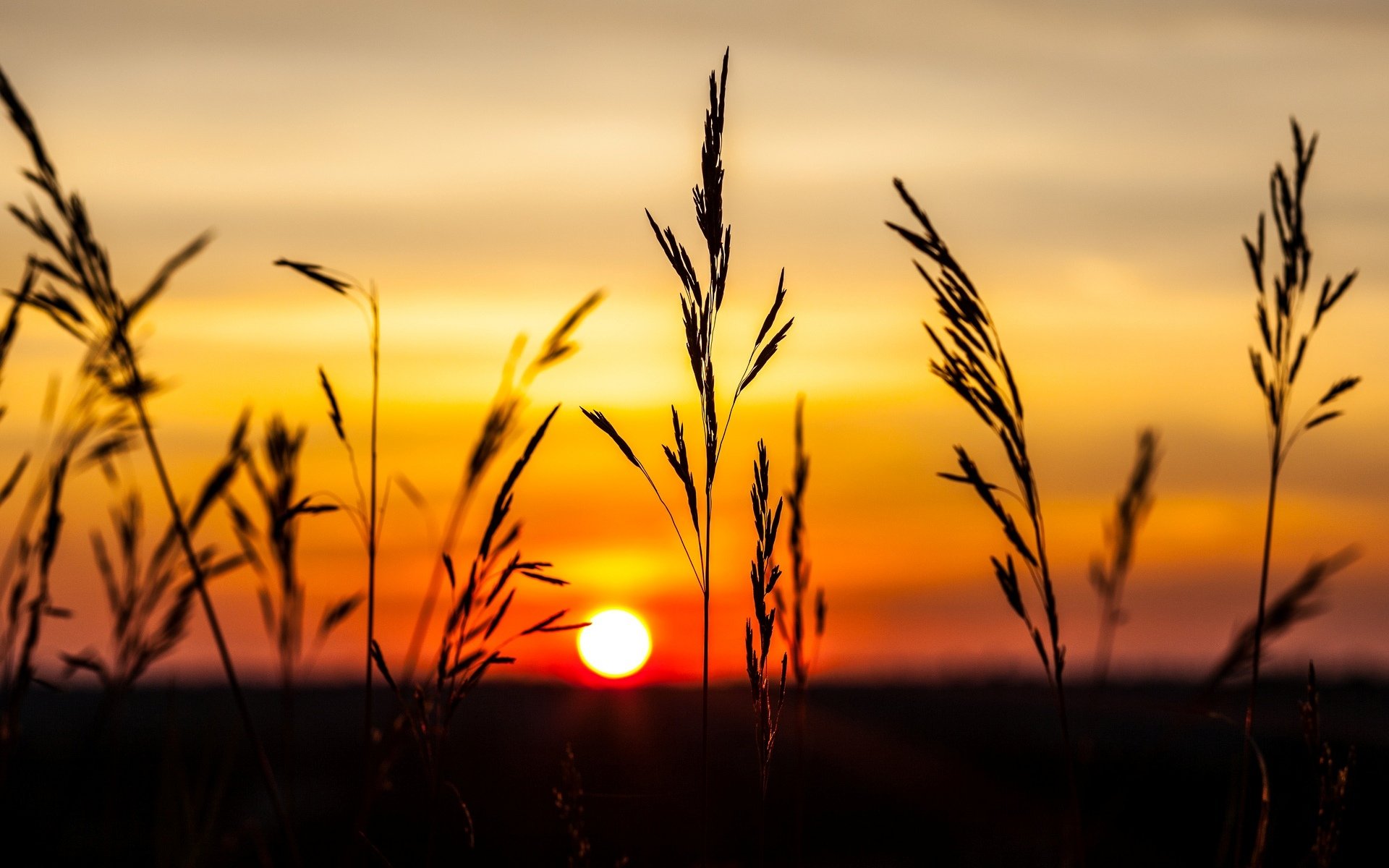 natura pianta spighette spighette tramonto cielo sfondo sera carta da parati widescreen schermo intero widescreen widescreen