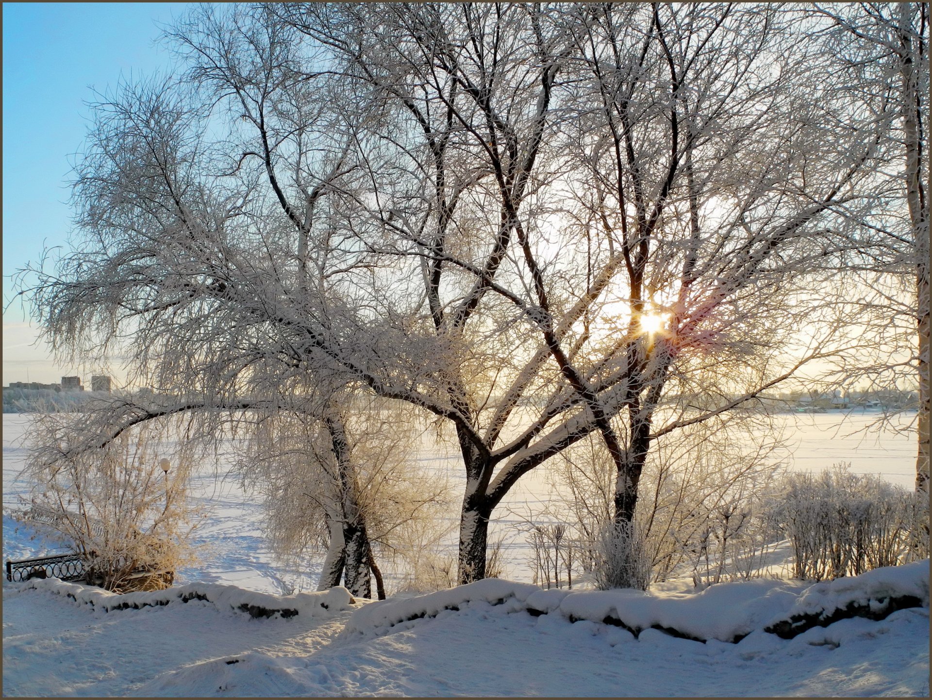 invierno nieve árboles ramas mañana sol rayos