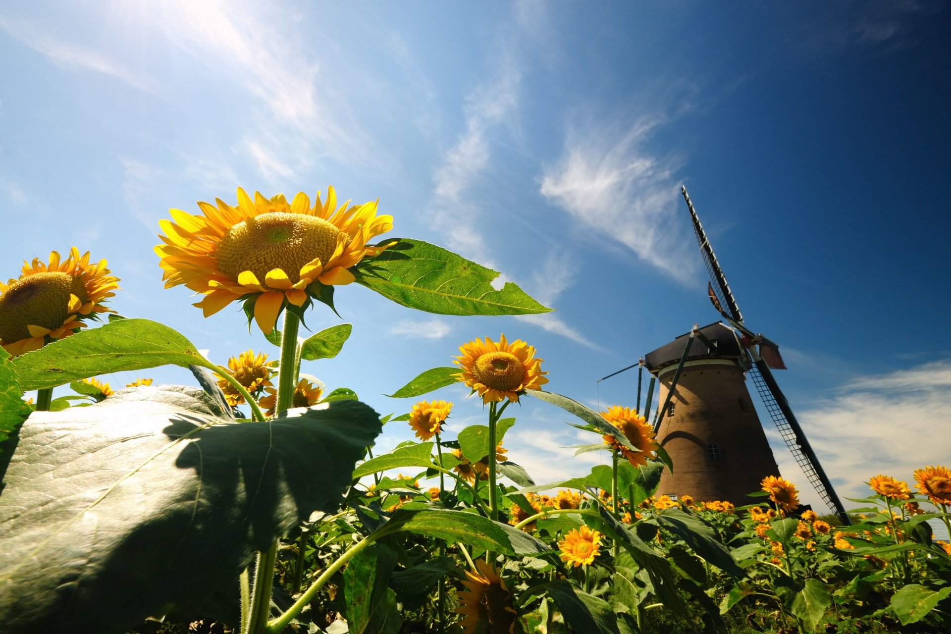 naturaleza girasol flores flores hojas molino cielo fondo papel pintado pantalla ancha pantalla completa pantalla ancha pantalla ancha