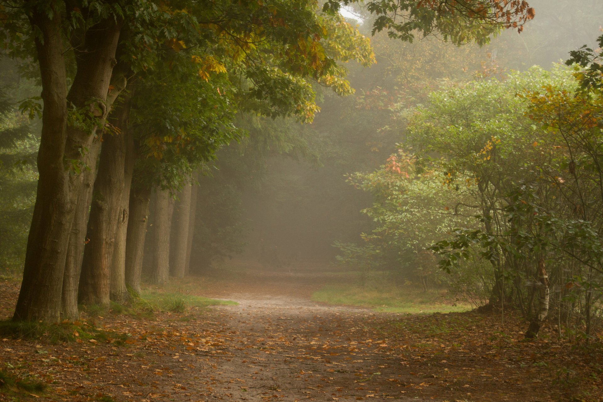 wald bäume strauch fußweg nebel