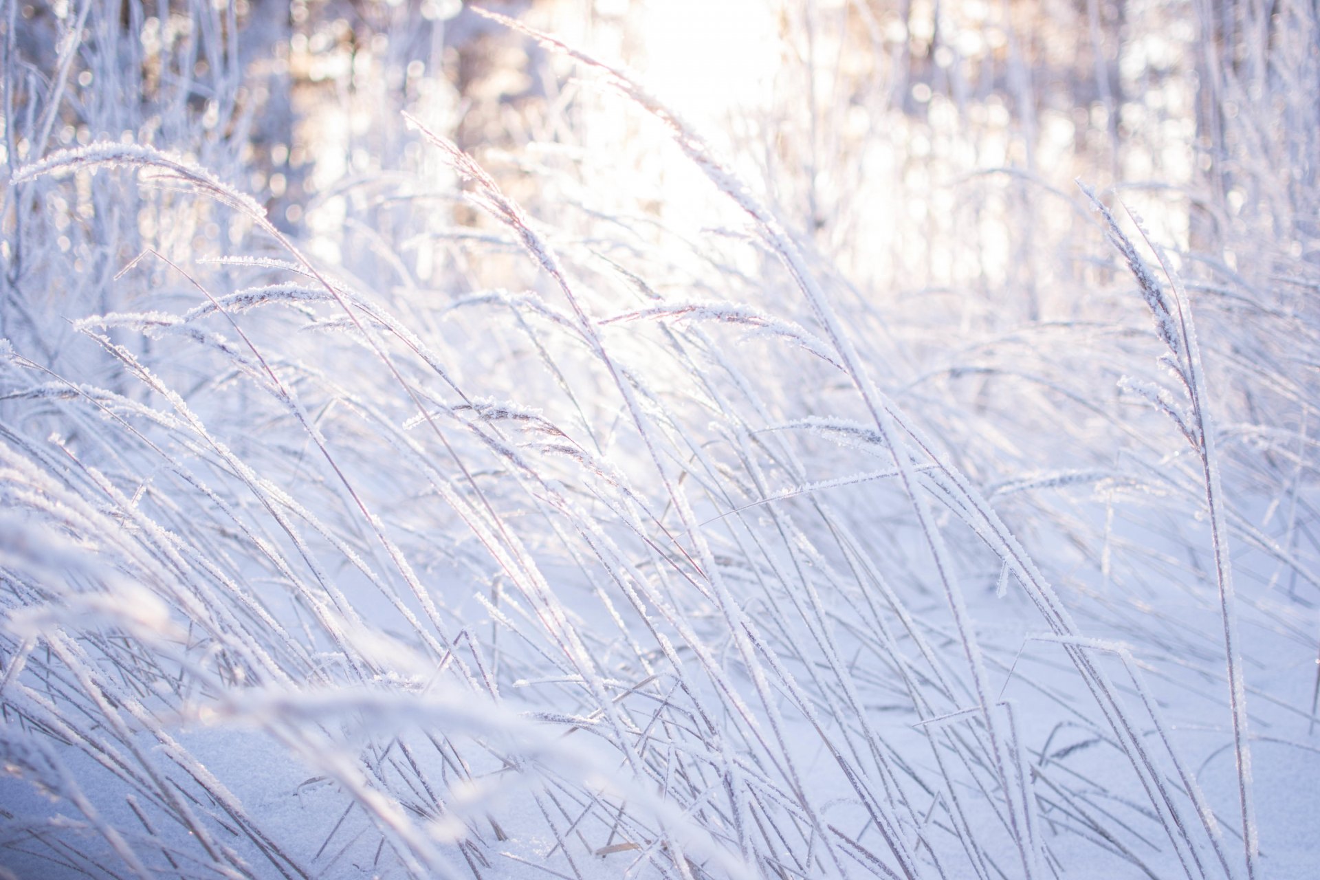 schnee winter schönheit natur wald bäume gras licht morgendorfer