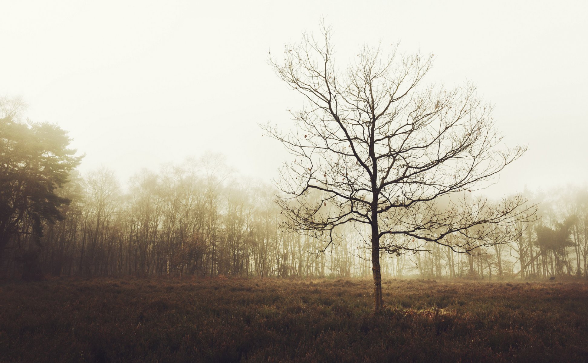 royaume-uni angleterre forêt arbres clairière brouillard automne