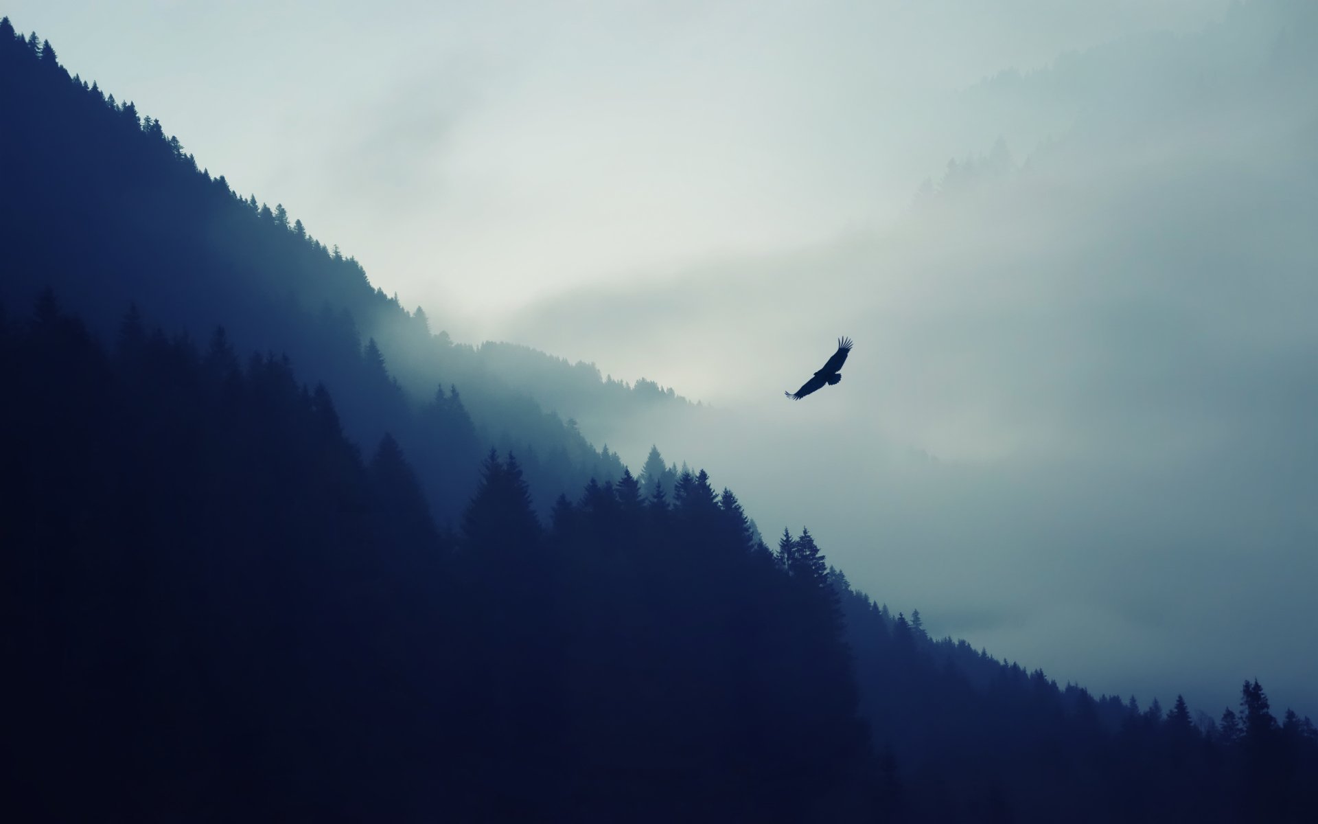 berge wald natur vogel adler dunst