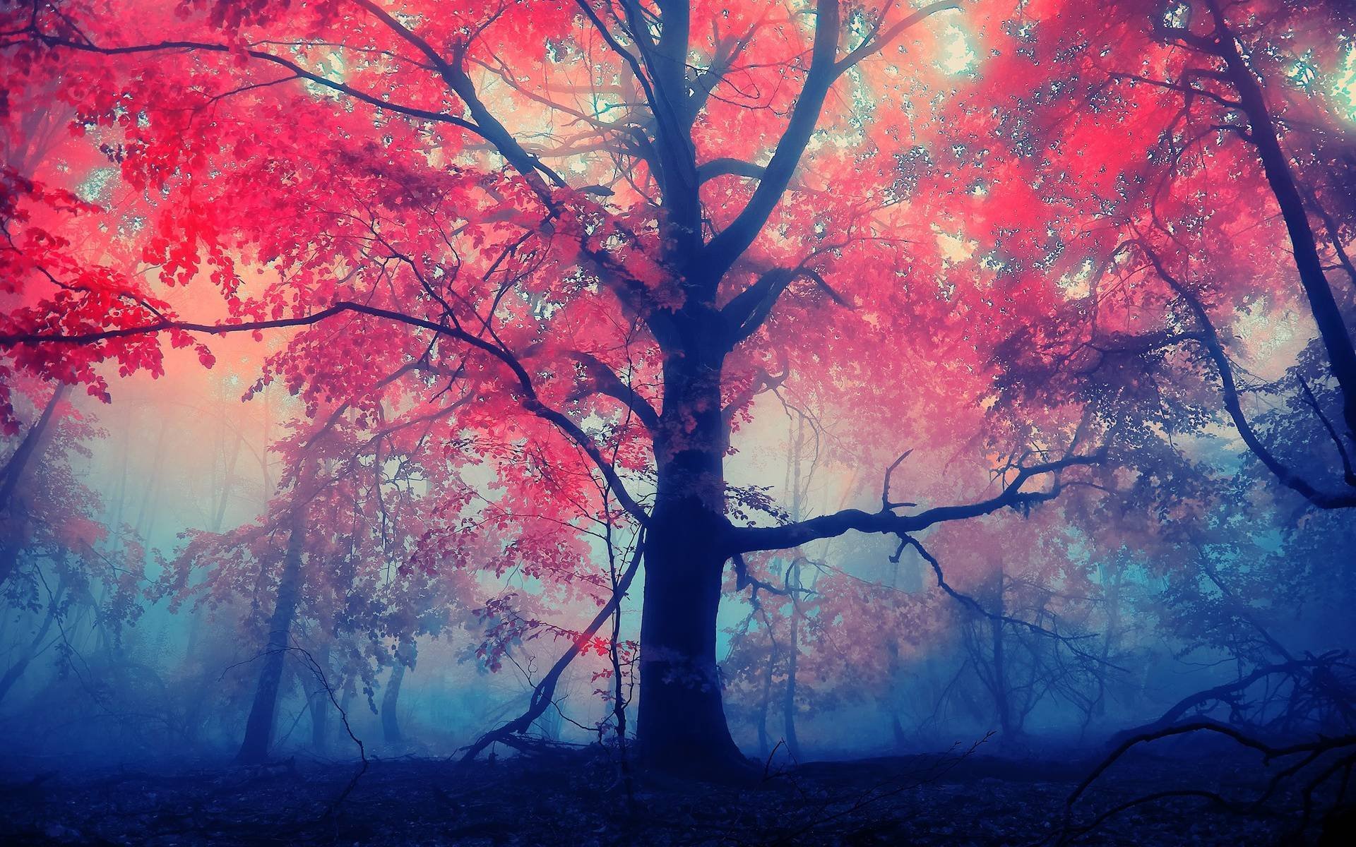 árbol rojo hojas niebla bosque