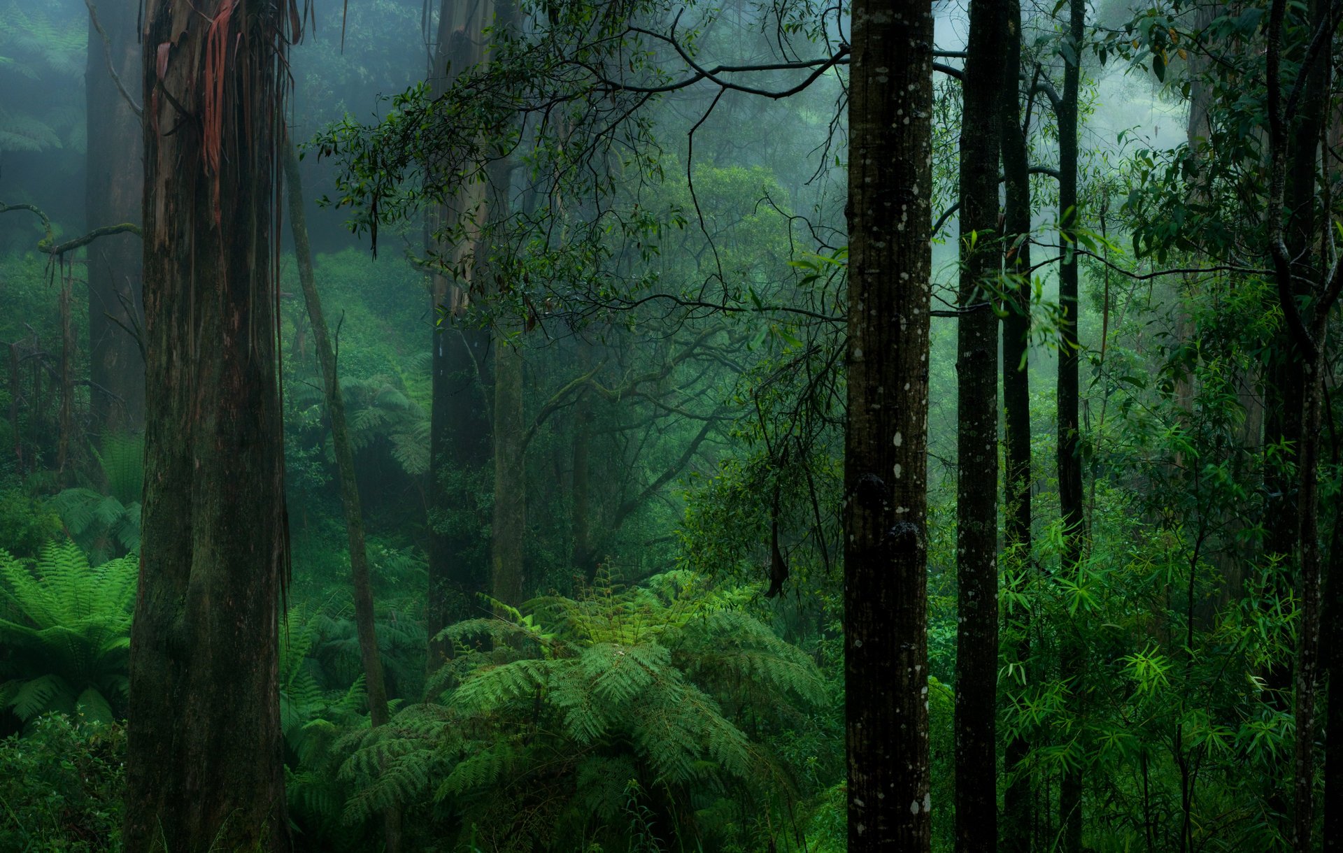 helecho bosque niebla naturaleza