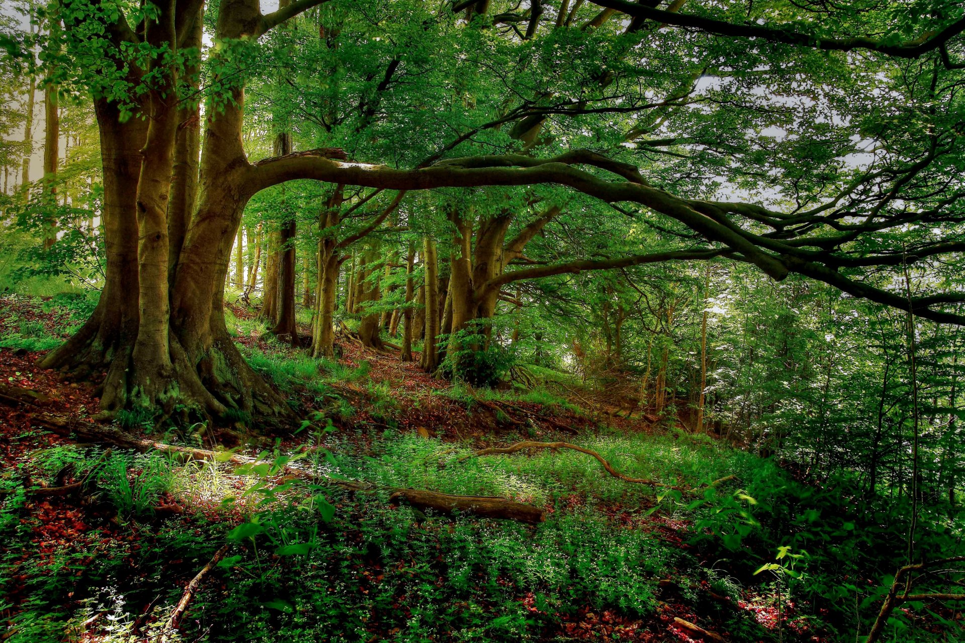 estate foresta alberi foglie erba verde